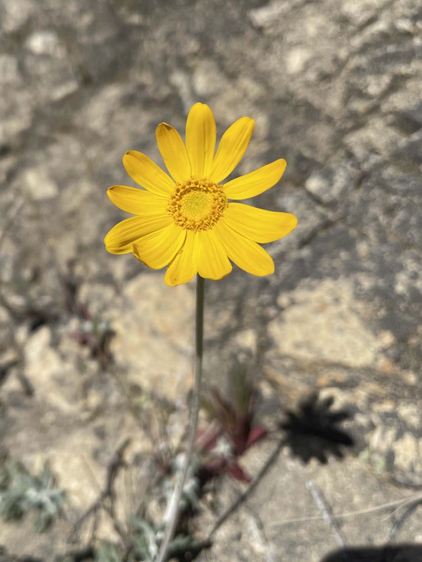 Woolly sunflower. C. Harvey.