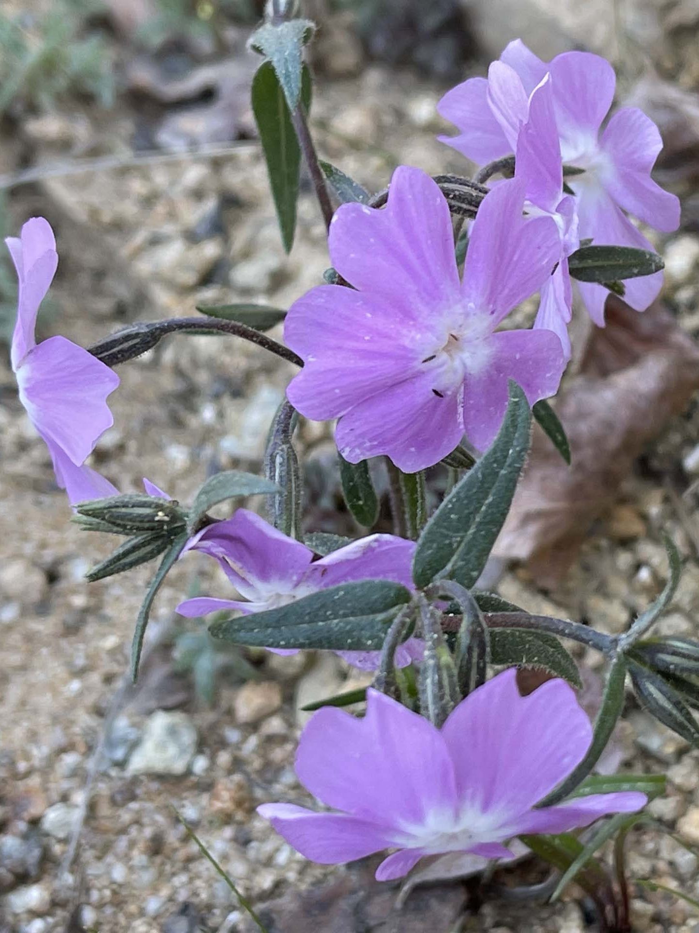 Showy phlox. C. Harvey.