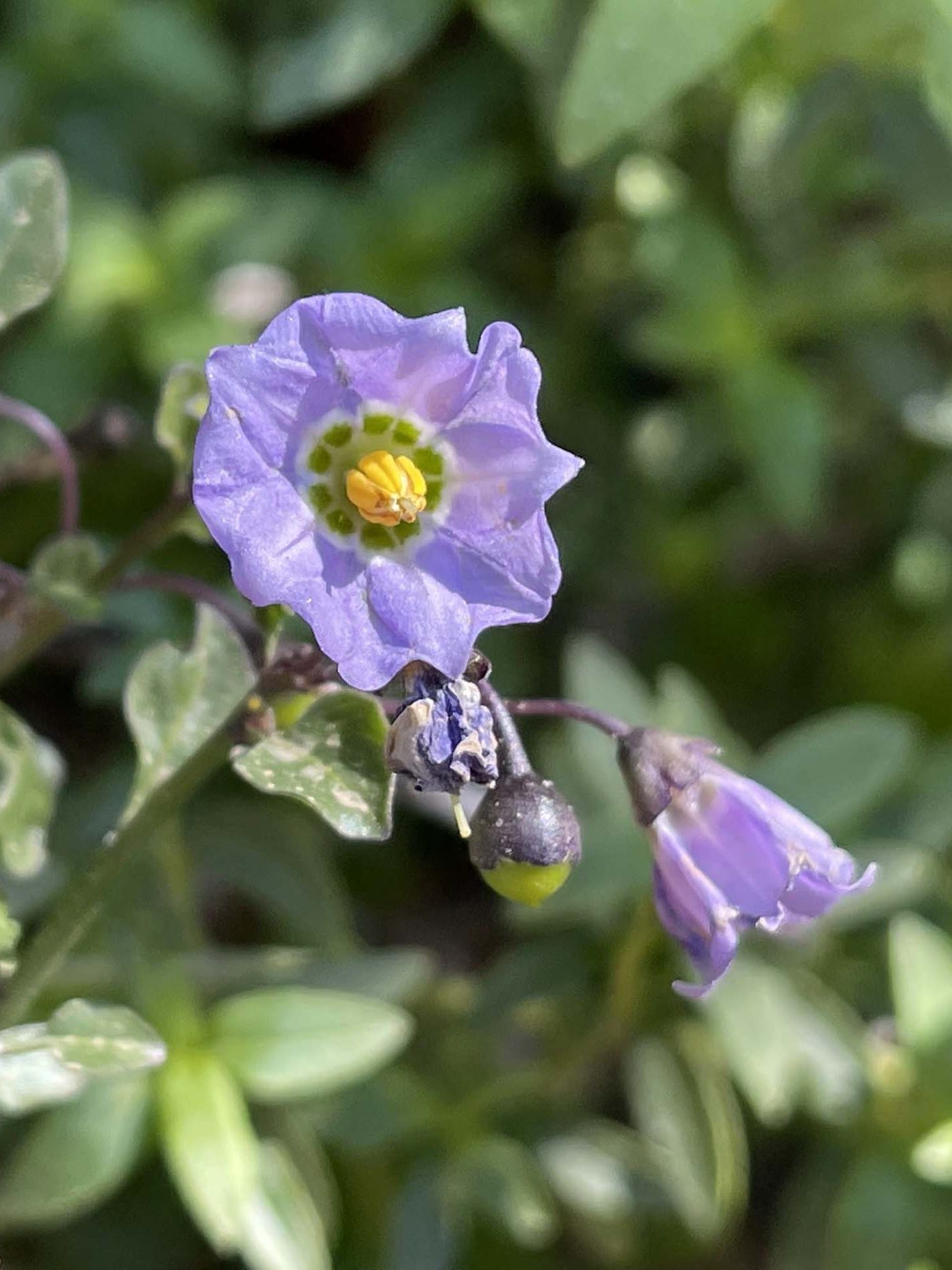 Parish's nightshade. C. Harvey.