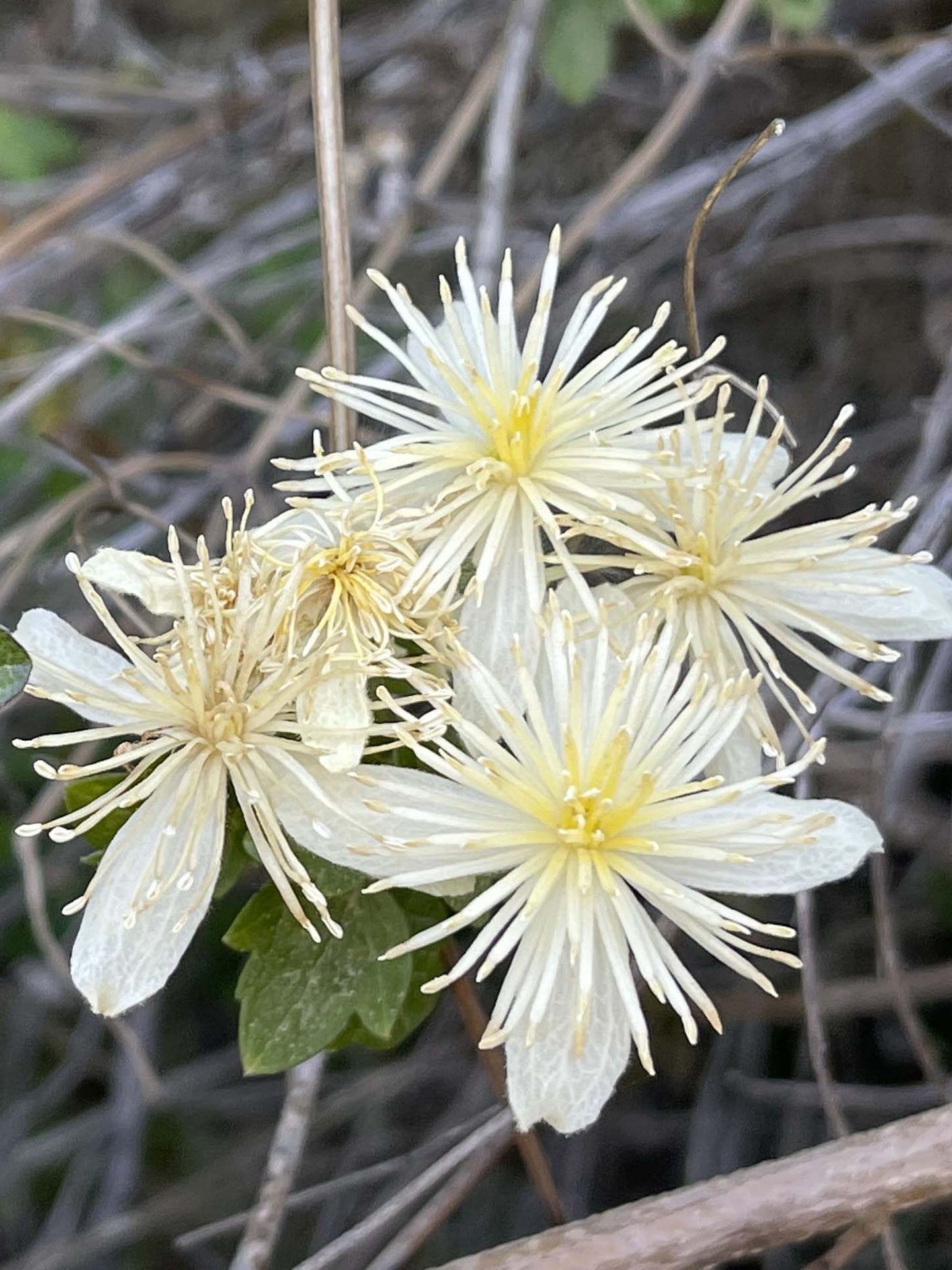 Chaparral clematis. C. Harvey.