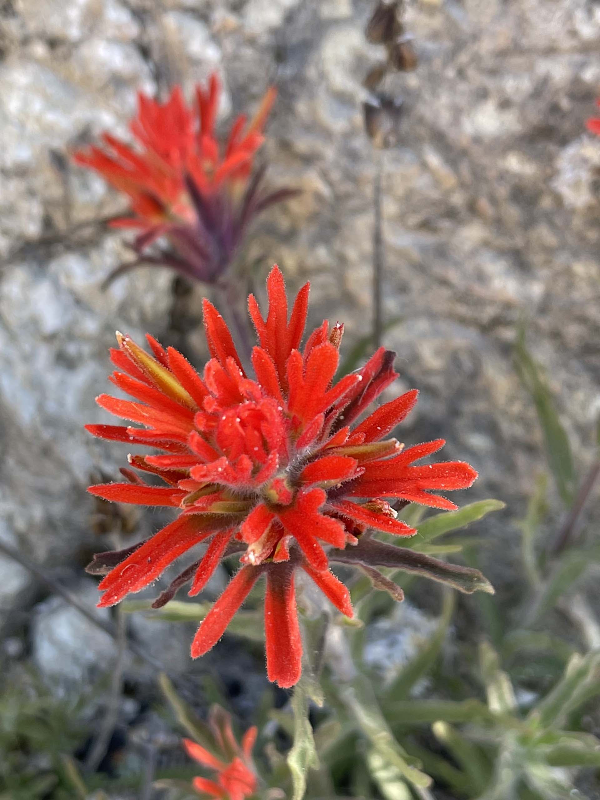 Applegate's Indian paintbrush. C. Harvey.