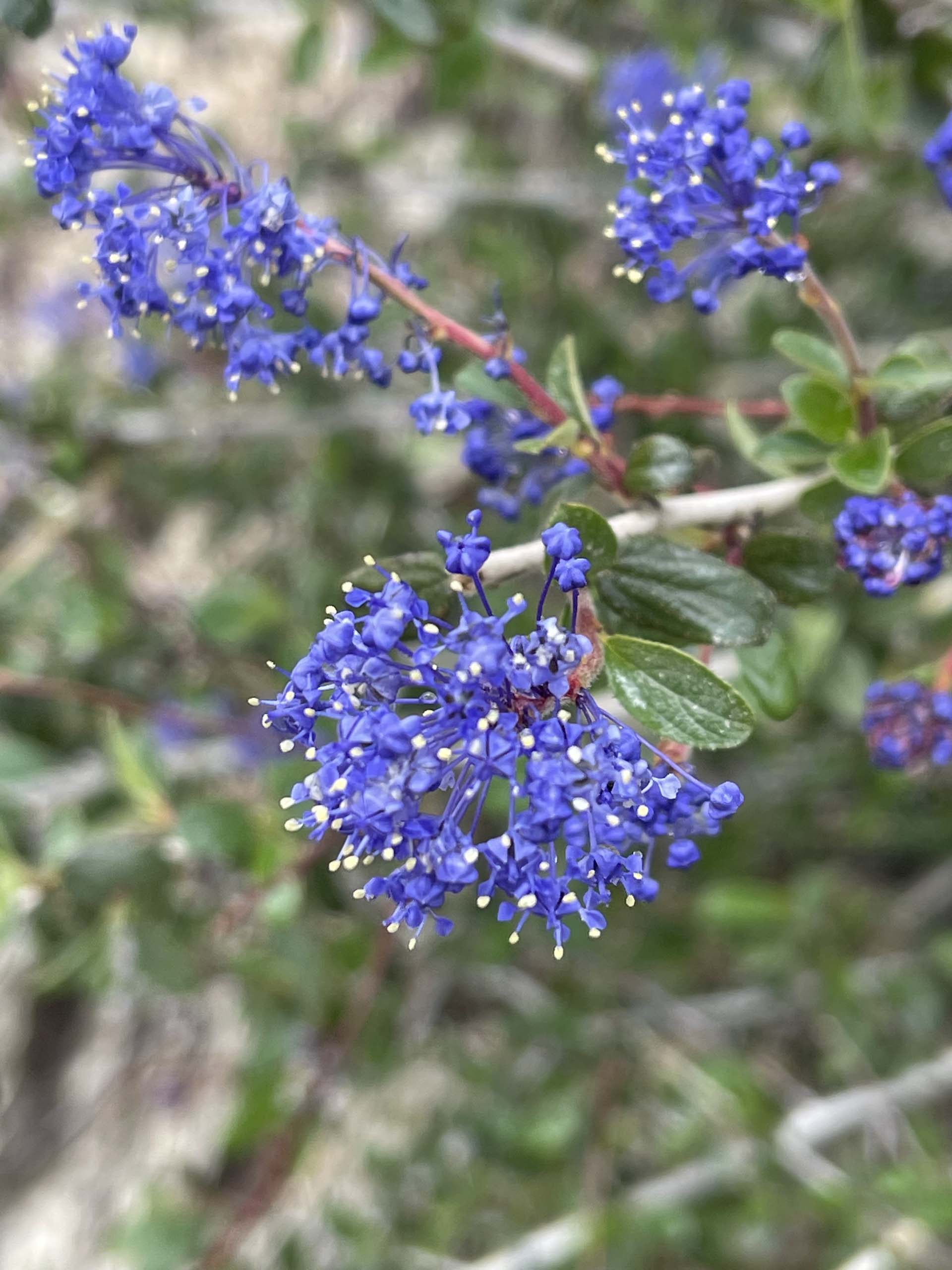 Lemmon's ceanothus. C. Harvey.