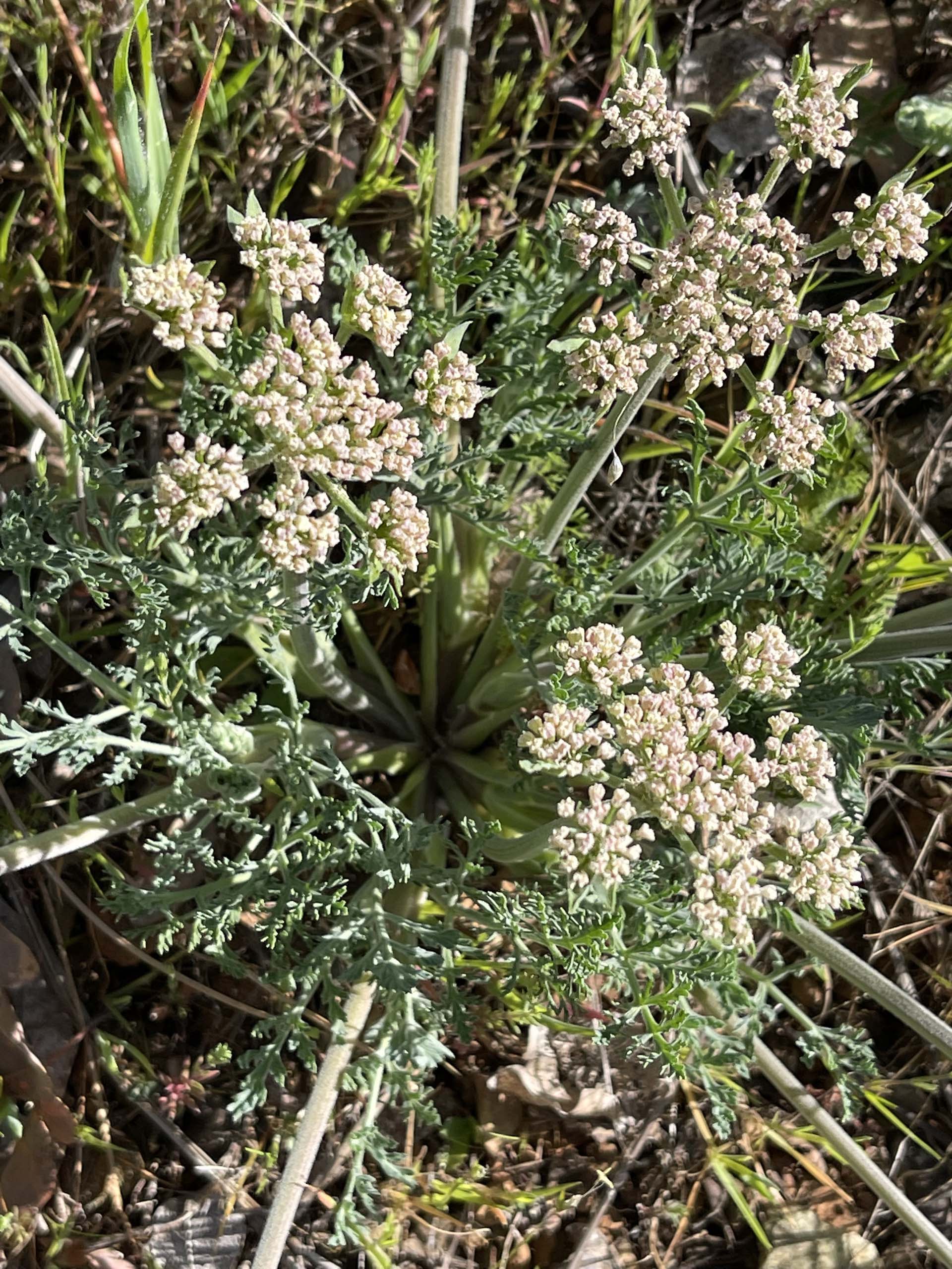 Woolly fruited lomatium. C. Harvey.