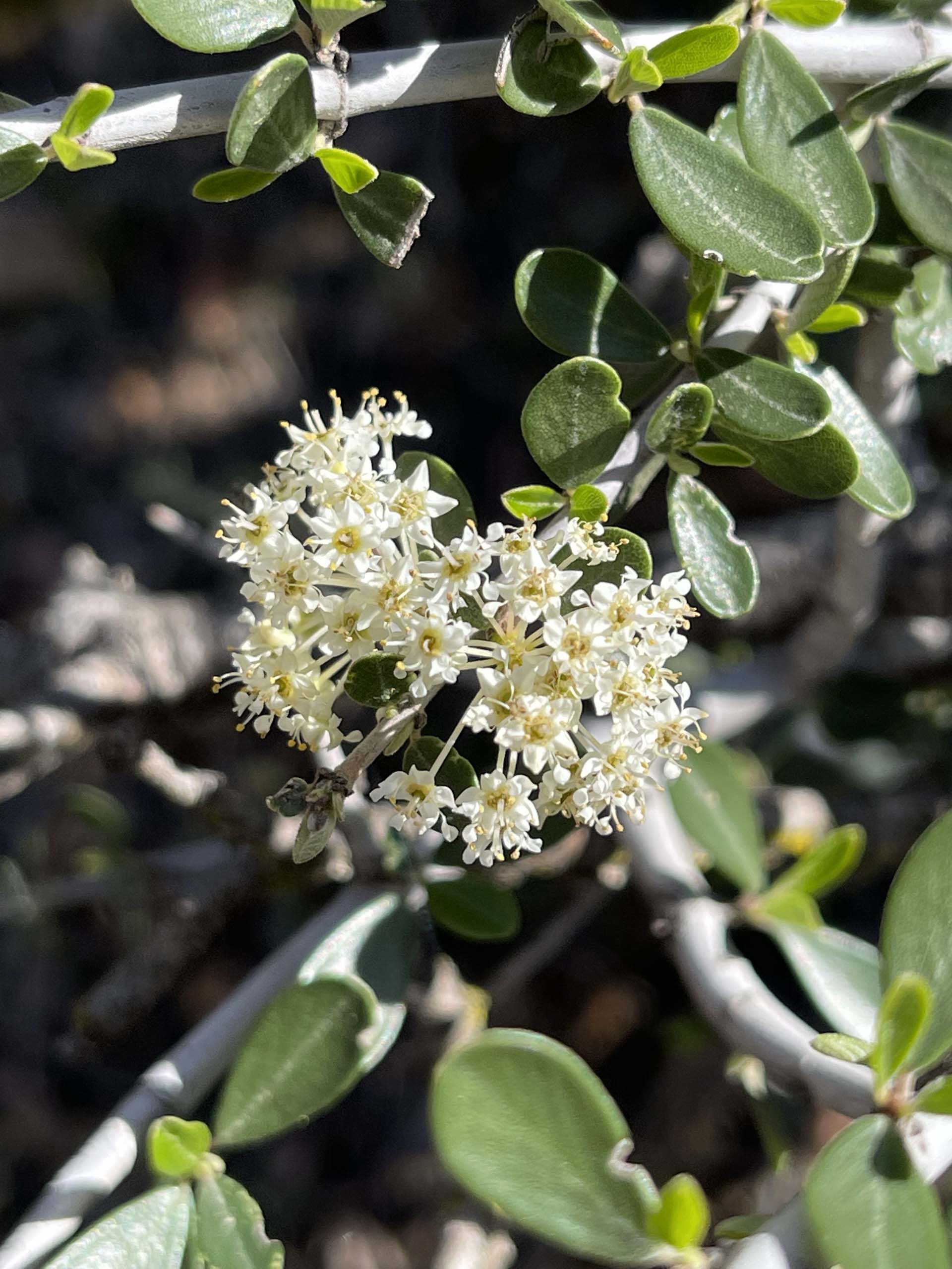 Buckbrush. C. Harvey.