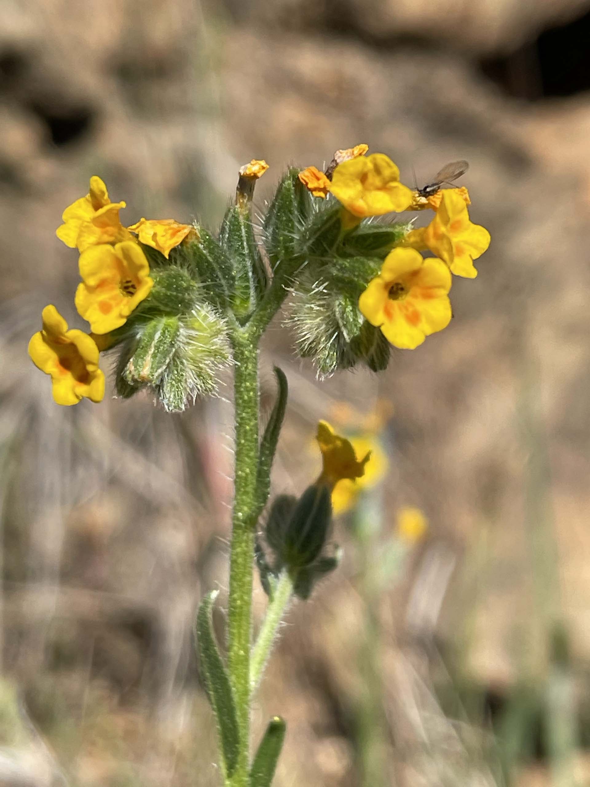 Common fiddleneck. C. Harvey.