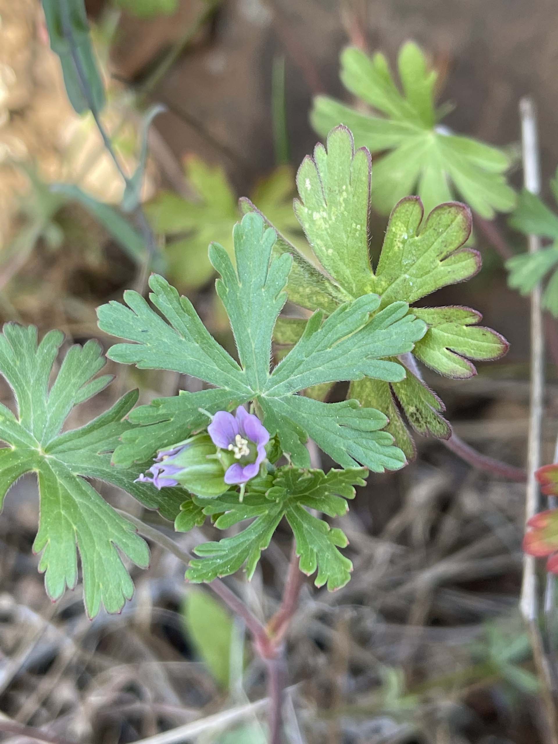 Carolina geranium. C. Harvey.