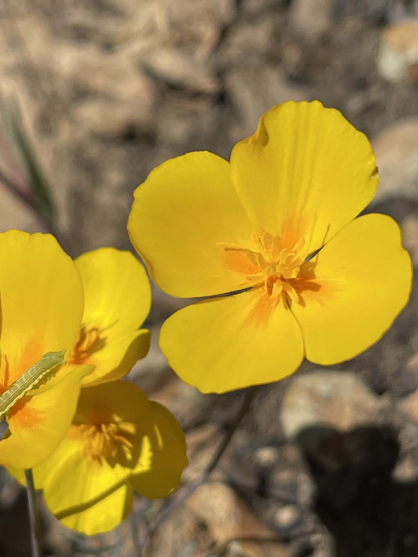 Foothill poppy. C. Harvey.