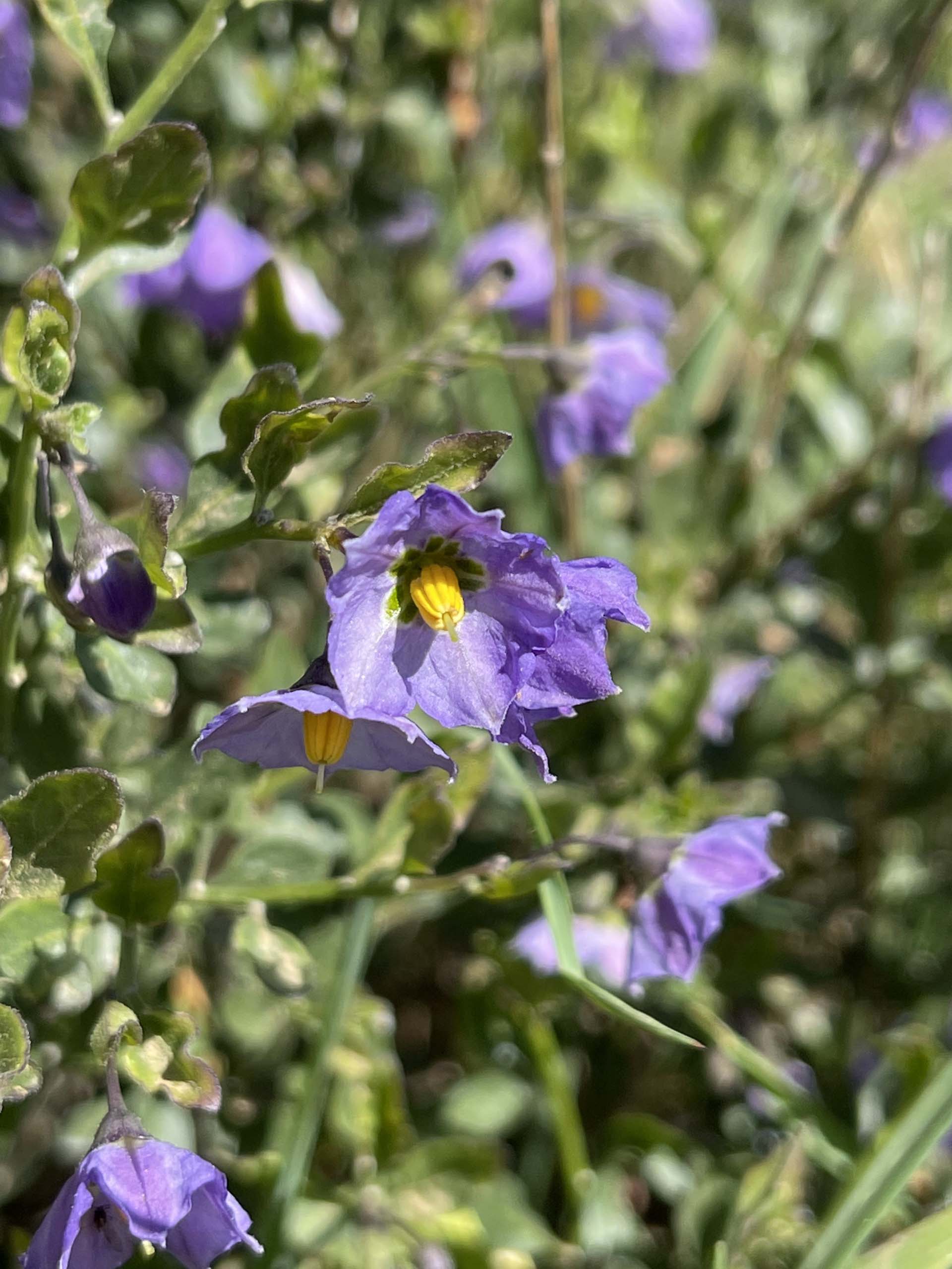 Parish’s nightshade. C. Harvey.