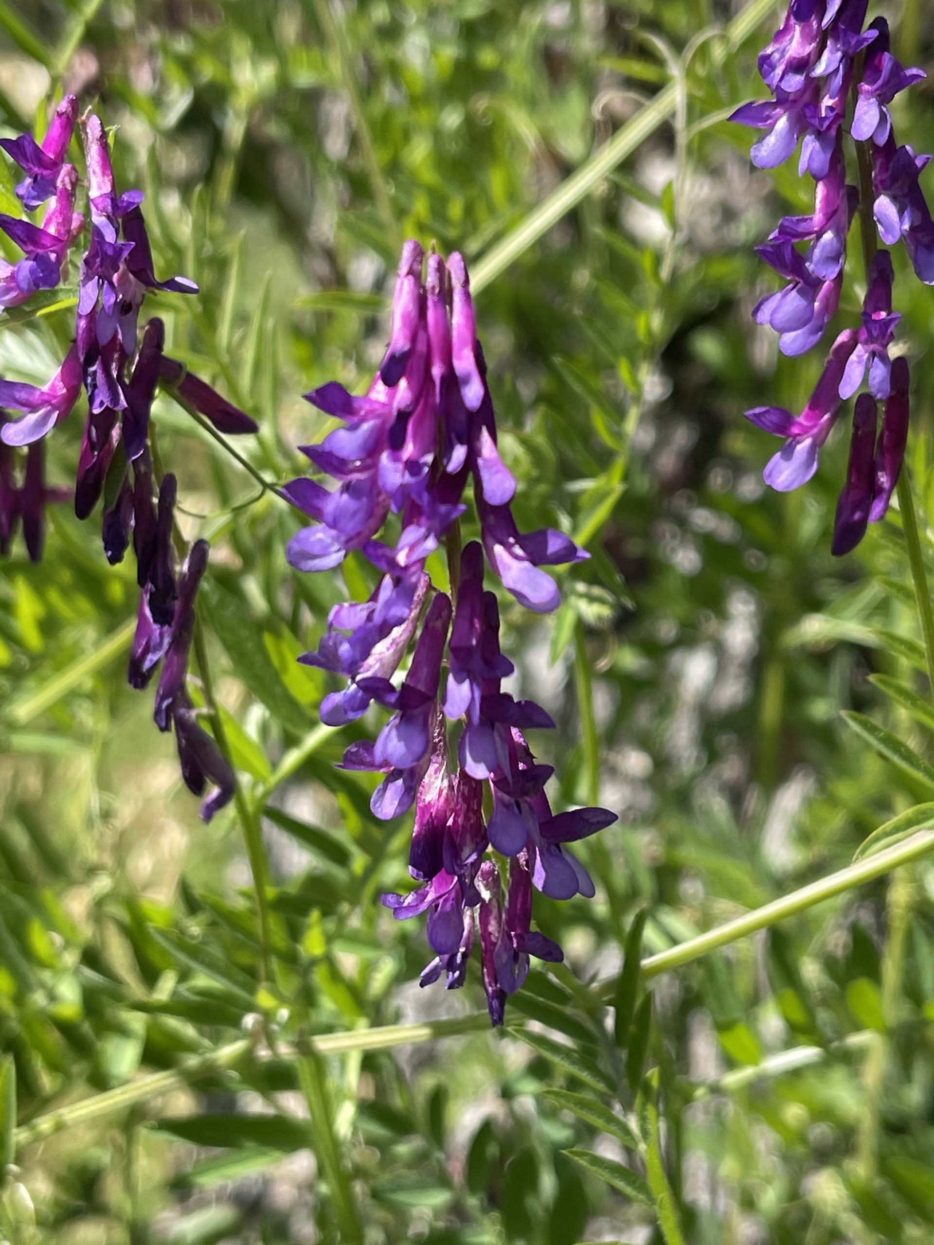 Winter vetch. C. Harvey.