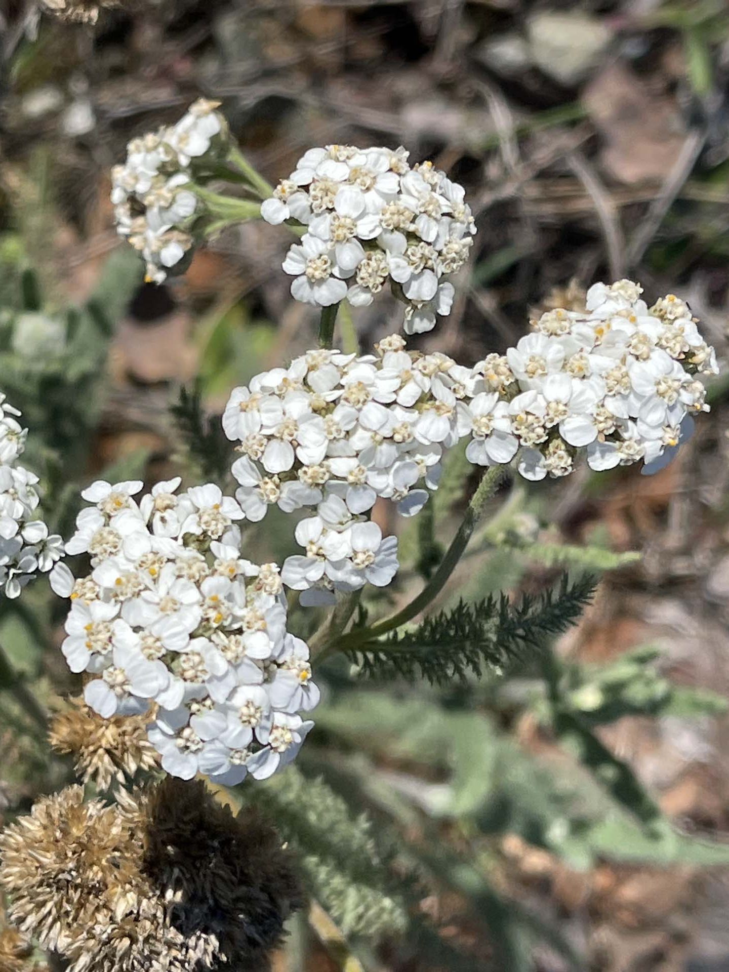 Yarrow. C. Harvey.