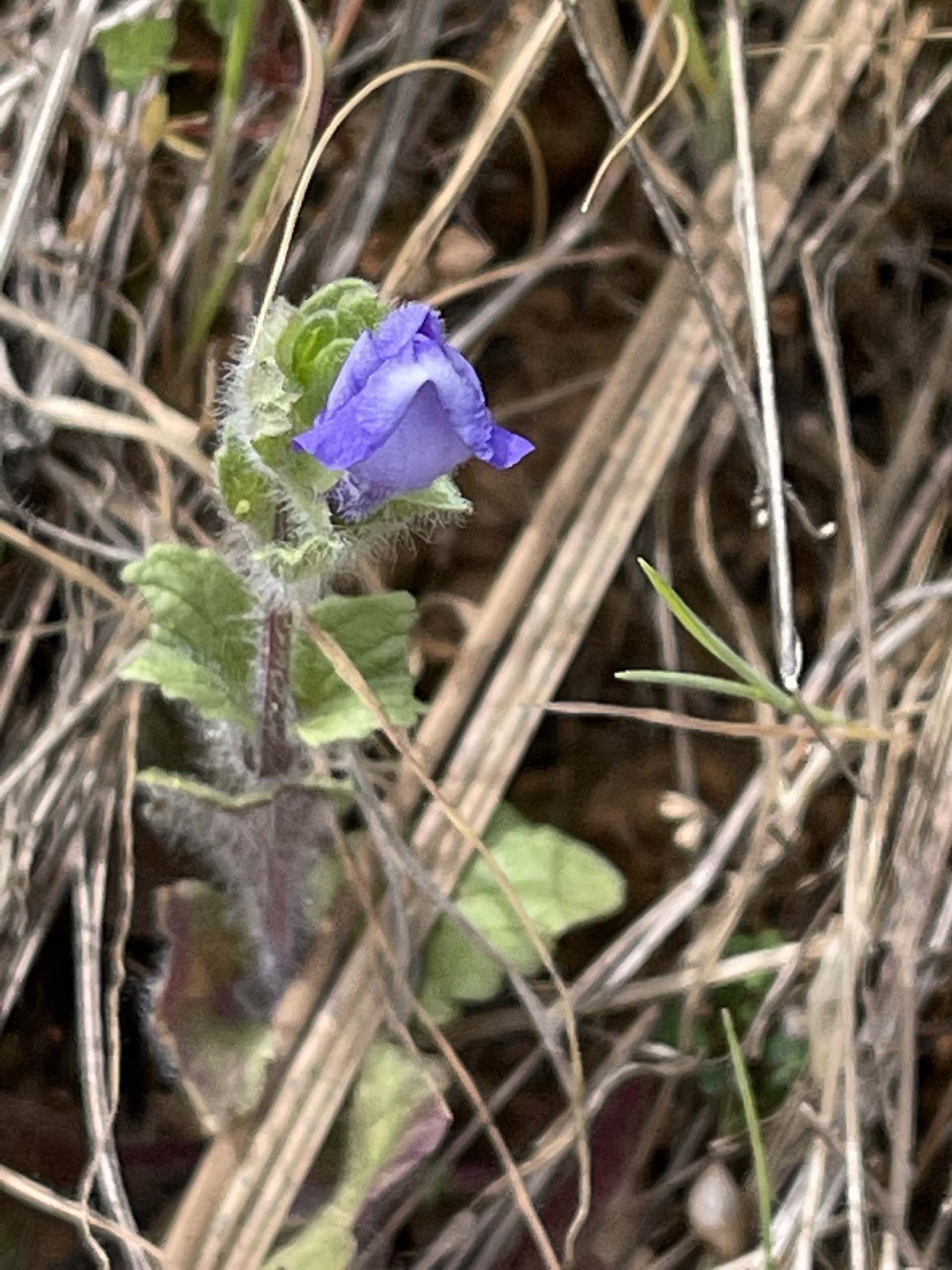 Danny’s skullcap. C. Harvey.