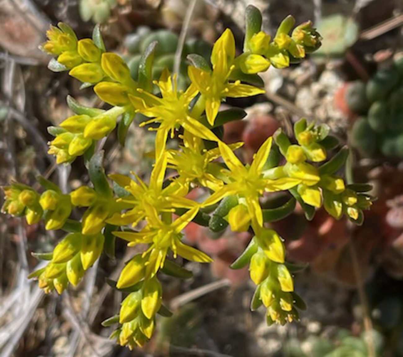 Broad-leaved stonecrop. C. Harvey.