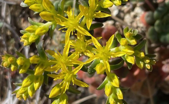 Broad-leaved stonecrop. C. Harvey.