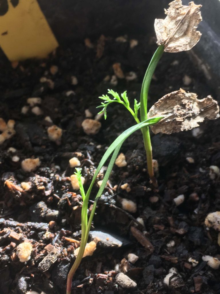 Woolly fruited lomatium seedlings. MA McCrary.