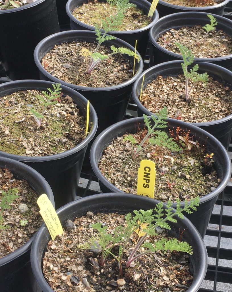 Young wooly fruioted lomatium. MA McCrary.