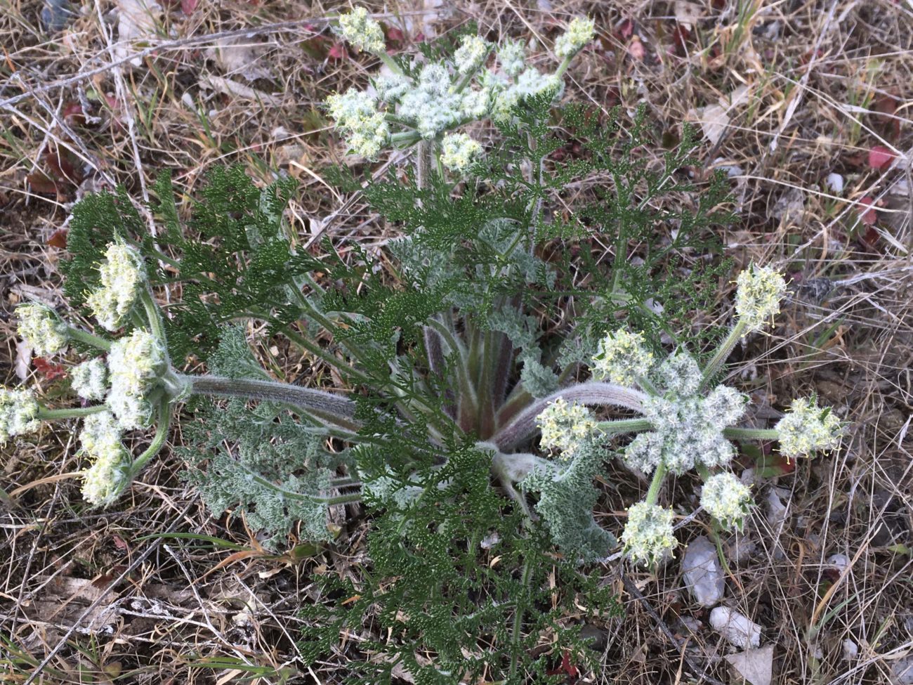 Woolly fruited lomatium. MA McCrary.