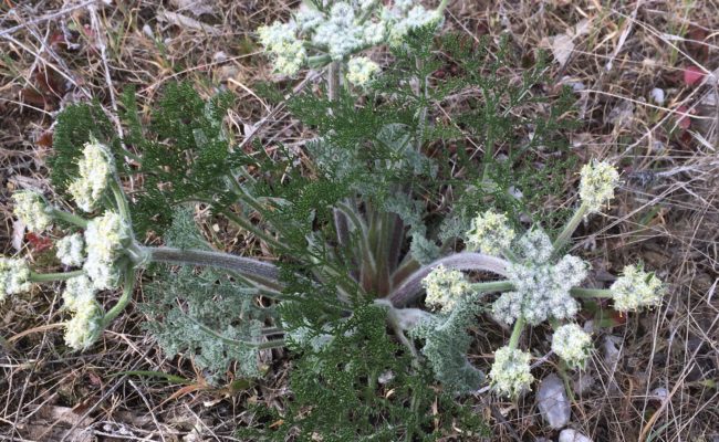 Woolly fruited lomatium. MA McCrary.