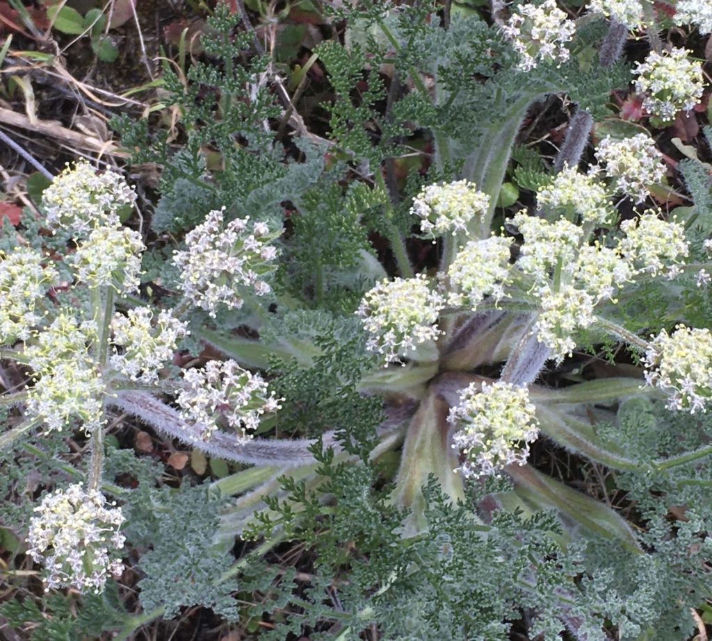 Woolly fruited lomatium close-up. MA McCrary.