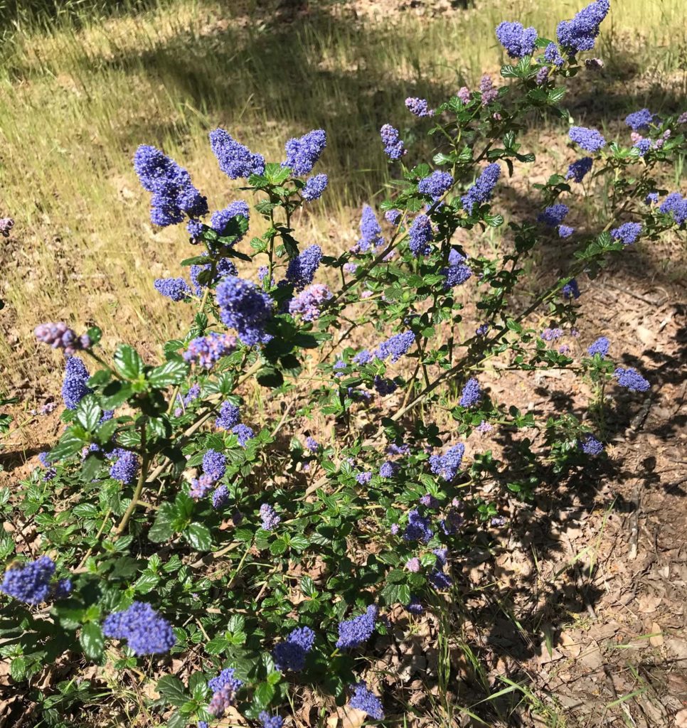 Skylark California lilac. S. Libonati-Barnes.