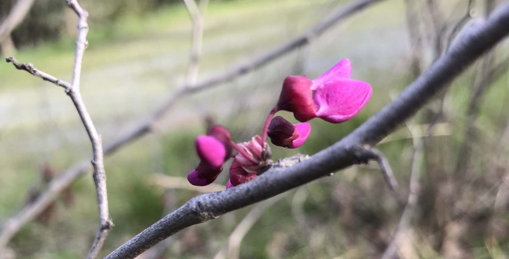 Redbud. S. Libonati-Barnes.