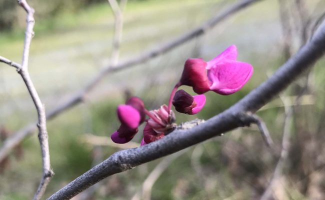 Redbud. S. Libonati-Barnes.