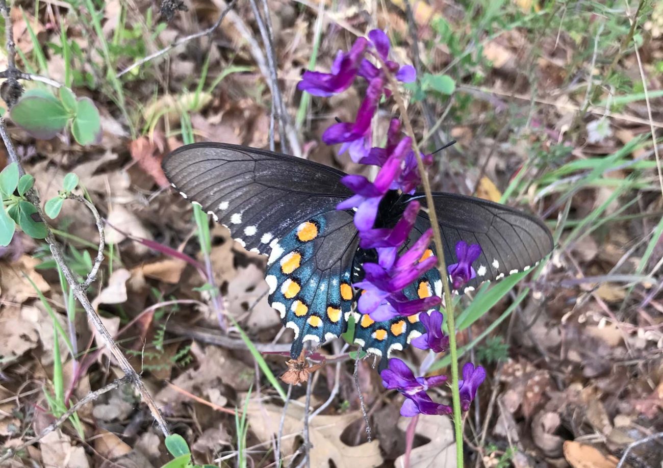 Pipevine swallowtail on vetch. S. Libonati-Barnes.