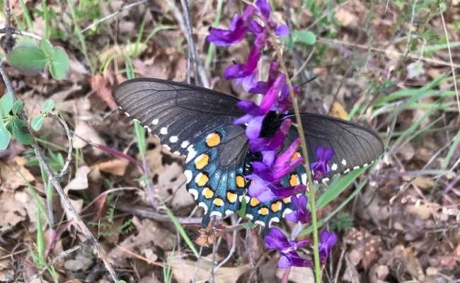 Pipevine swallowtail on vetch. S. Libonati-Barnes.