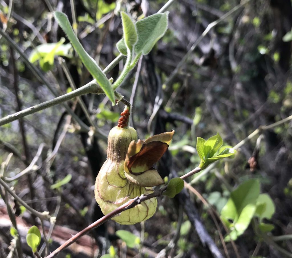 Swallowtail eggs on pipevine. S. Libonati-Barnes.