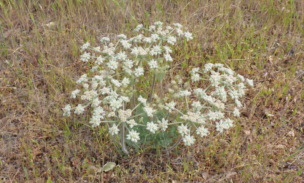 Woolly fruited lomatium. D. Burk.