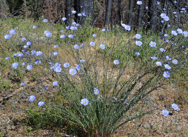 Western blue flax. B. Breckling.