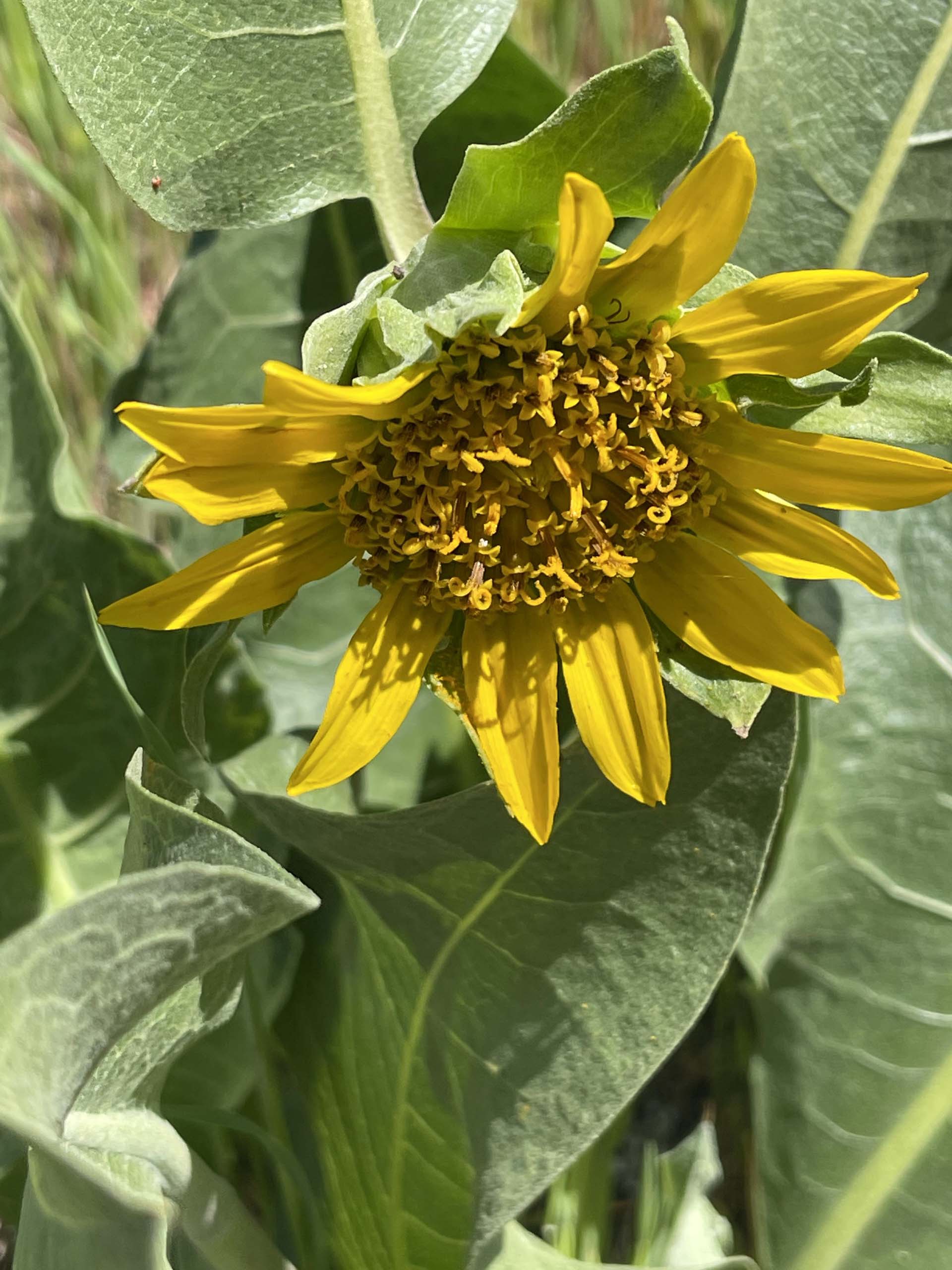 Gray mule’s-ears. C. Harvey.