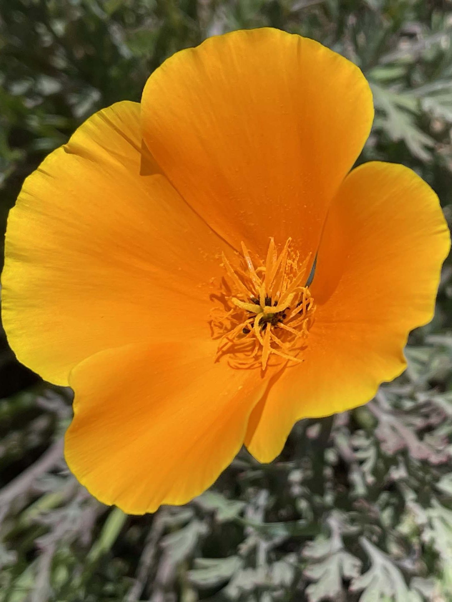 California poppy. C. Harvey.