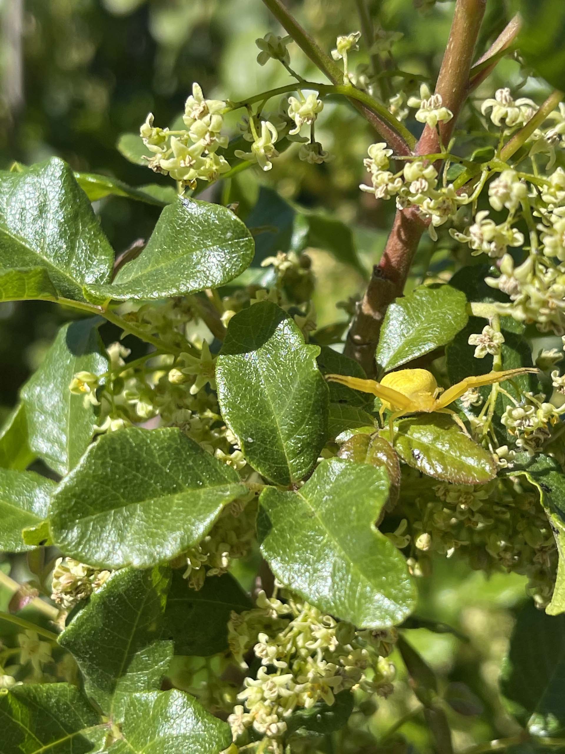 Poison oak and crab spider. C. Harvey.