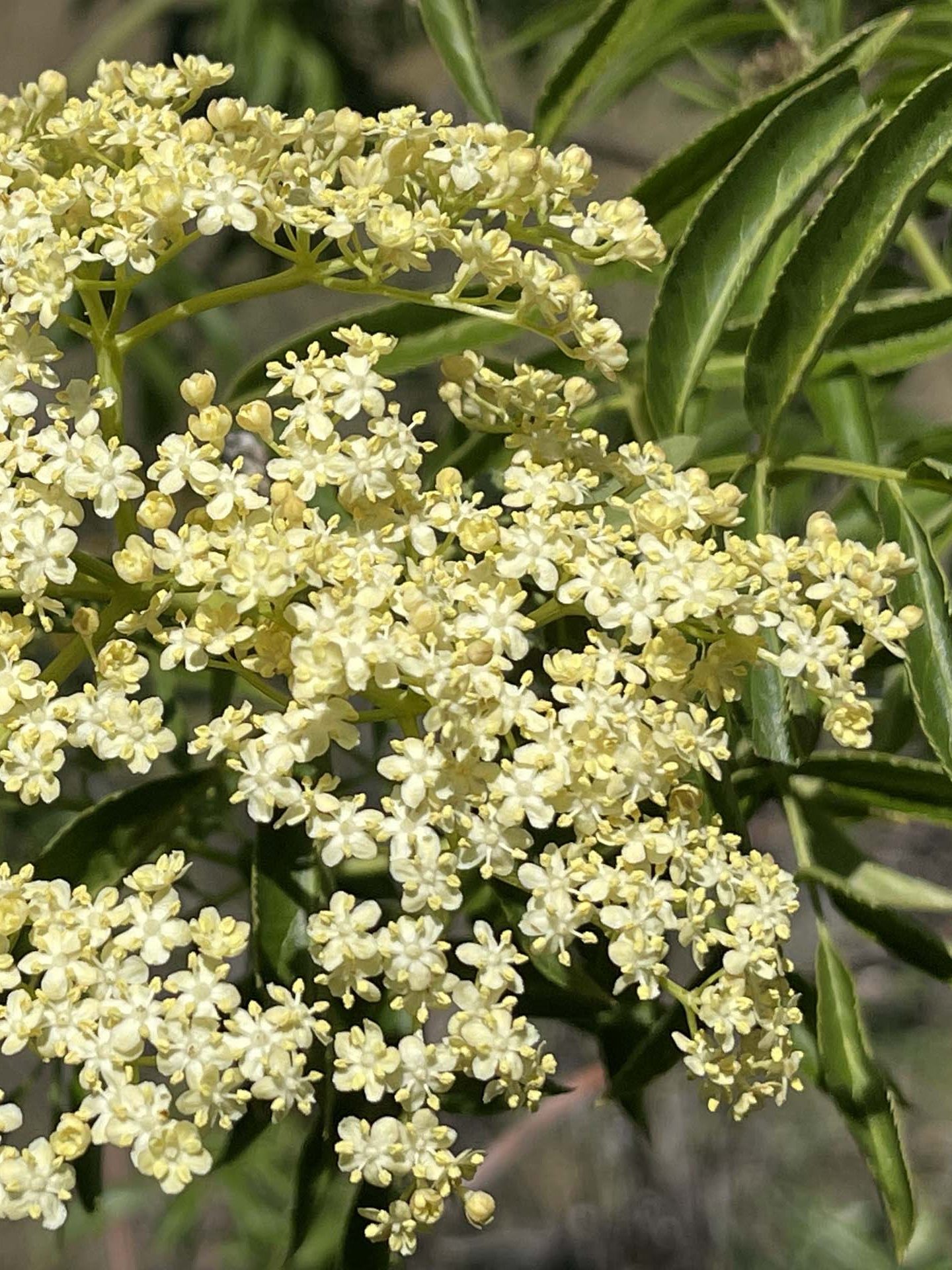 Blue elderberry. C. Harvey.