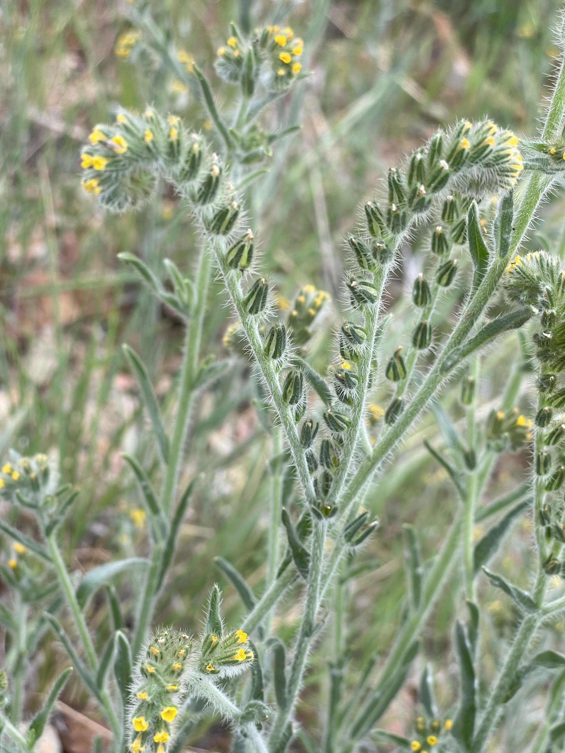 Fiddleneck. C. Harvey.