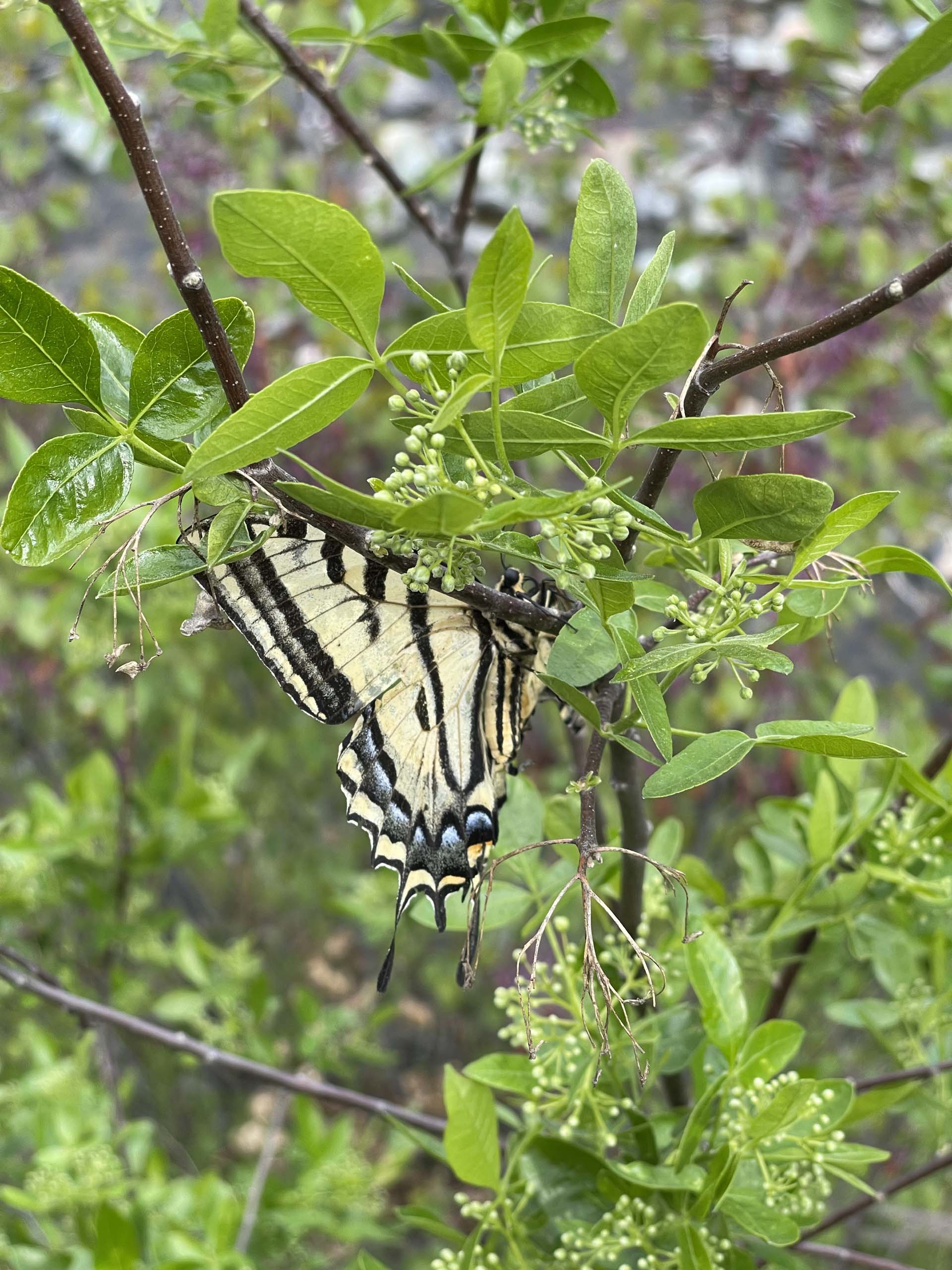 California hoptree and swallowtail butterfly. C. Harvey.