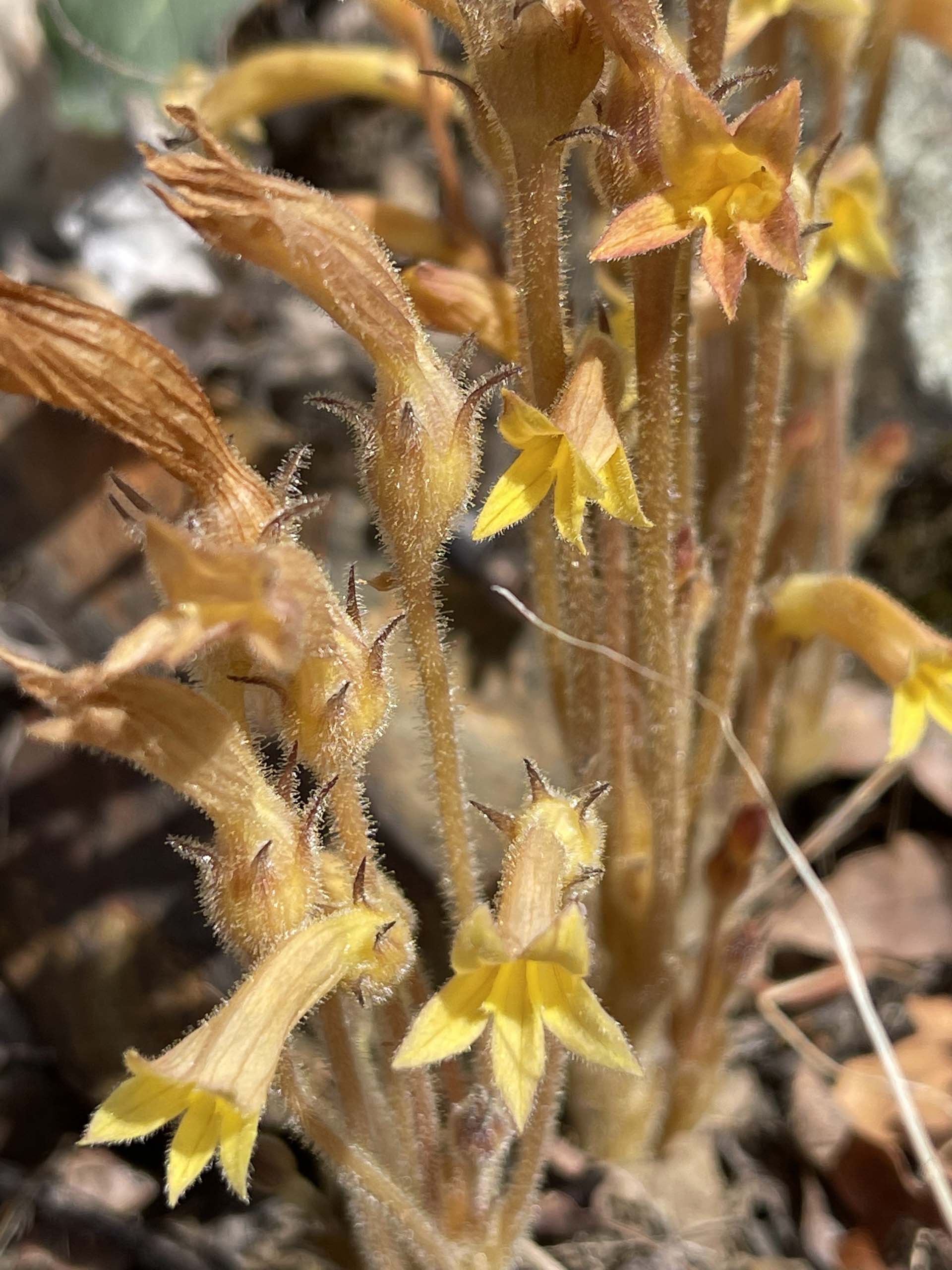 Clustered broomrape. C. Harvey