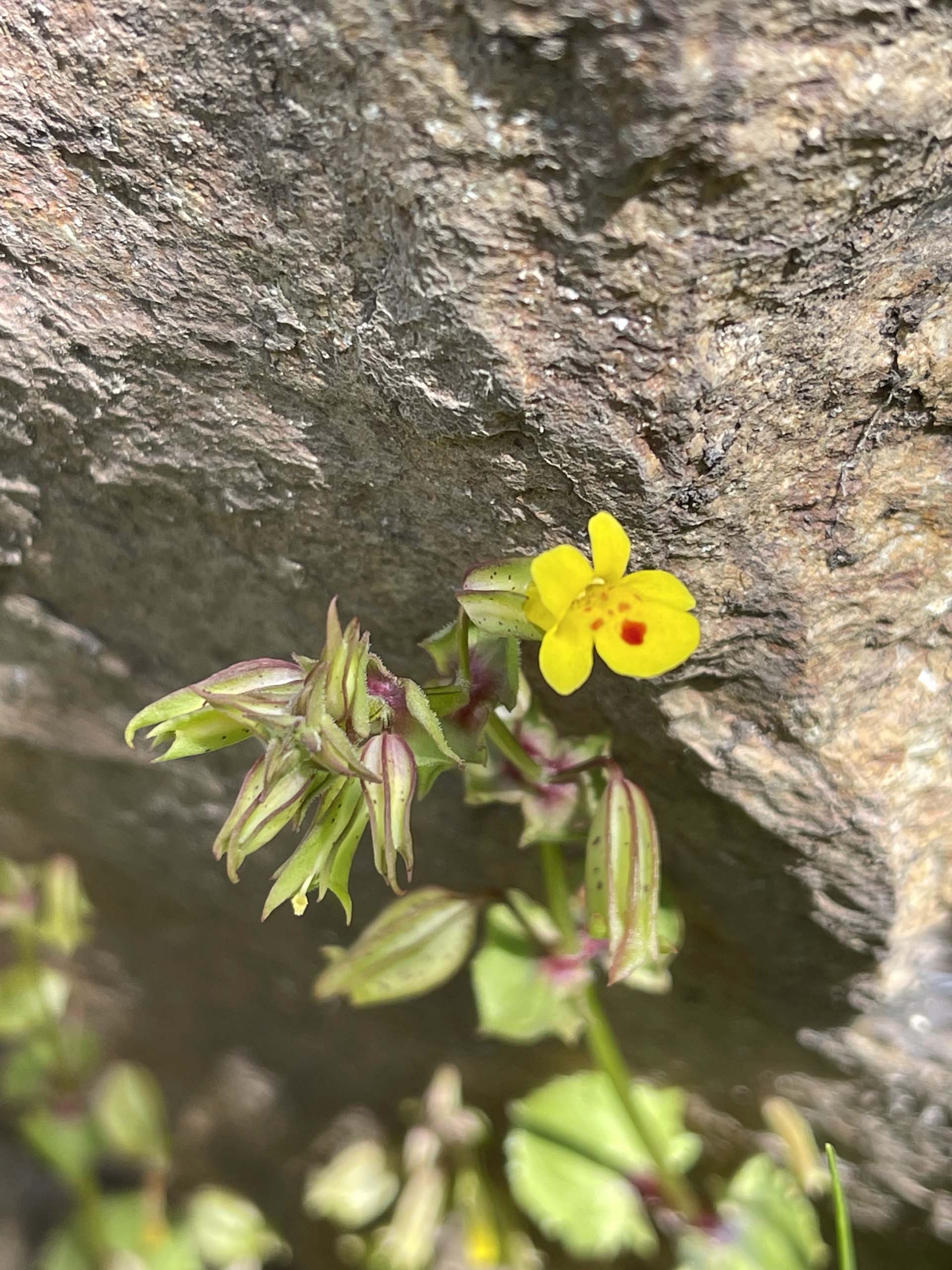 Seep monkeyflower. C. Harvey.