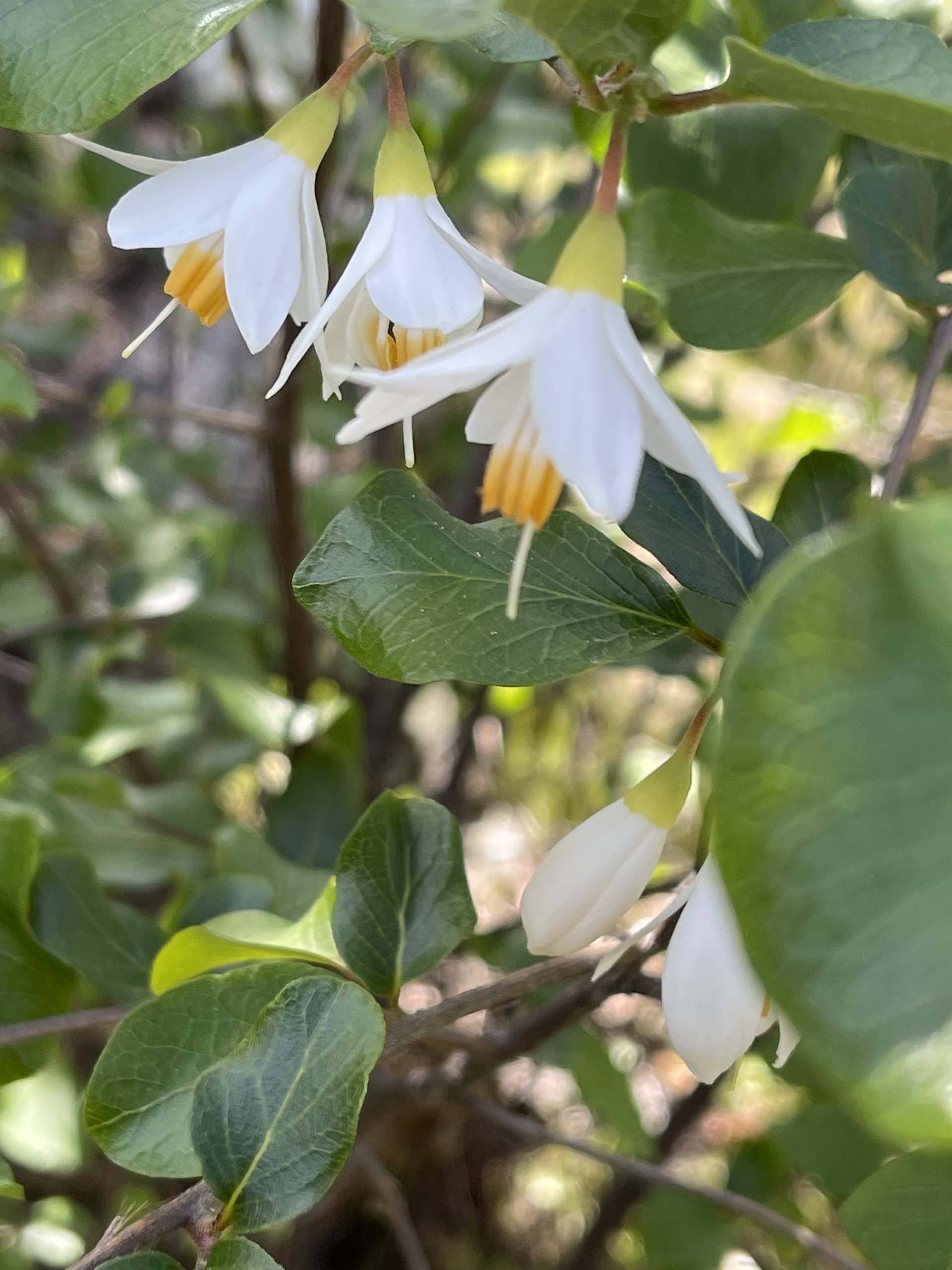 California snowdrop bush. C. Harvey.