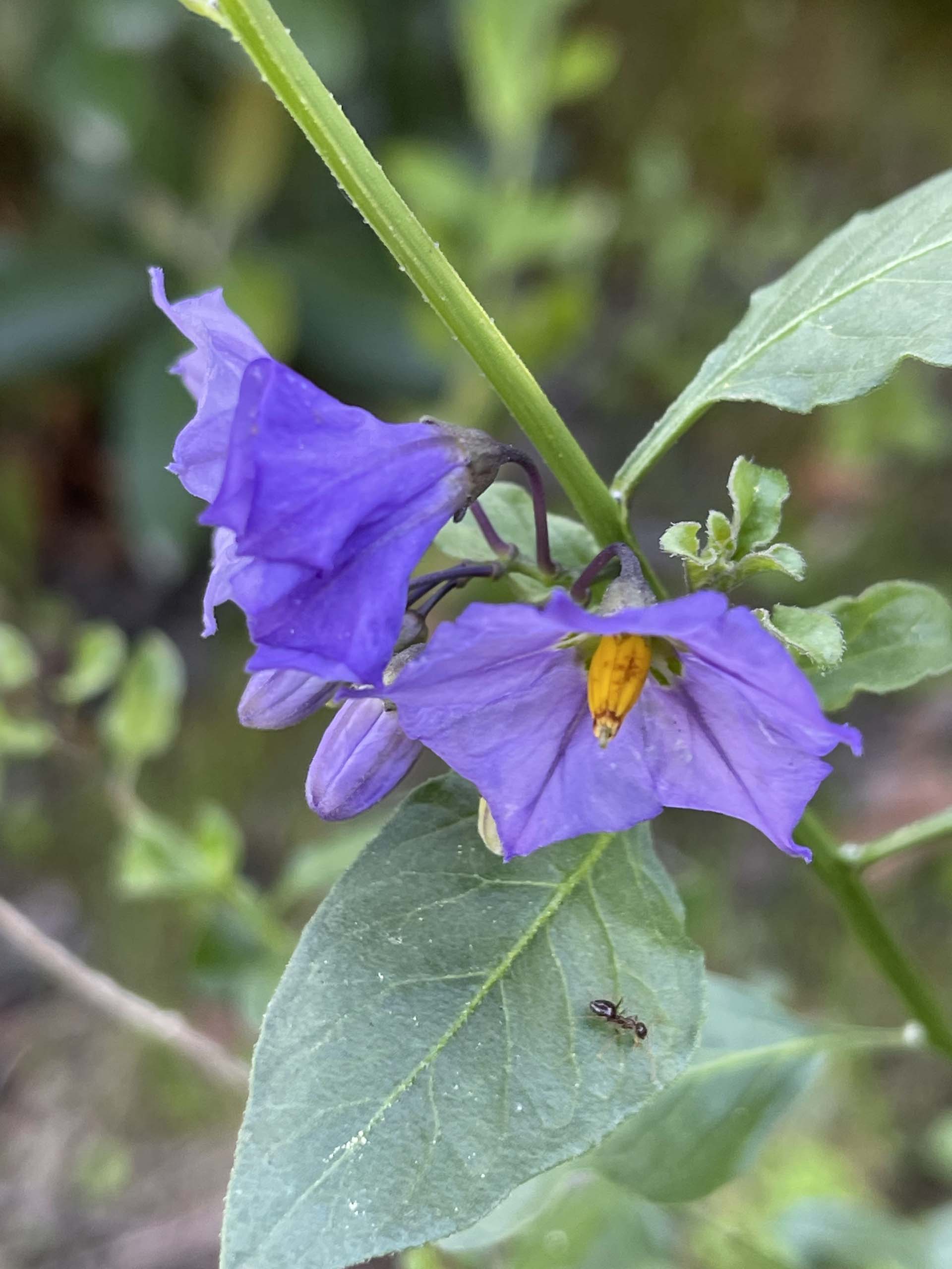 Parish’s nightshade. C. Harvey.