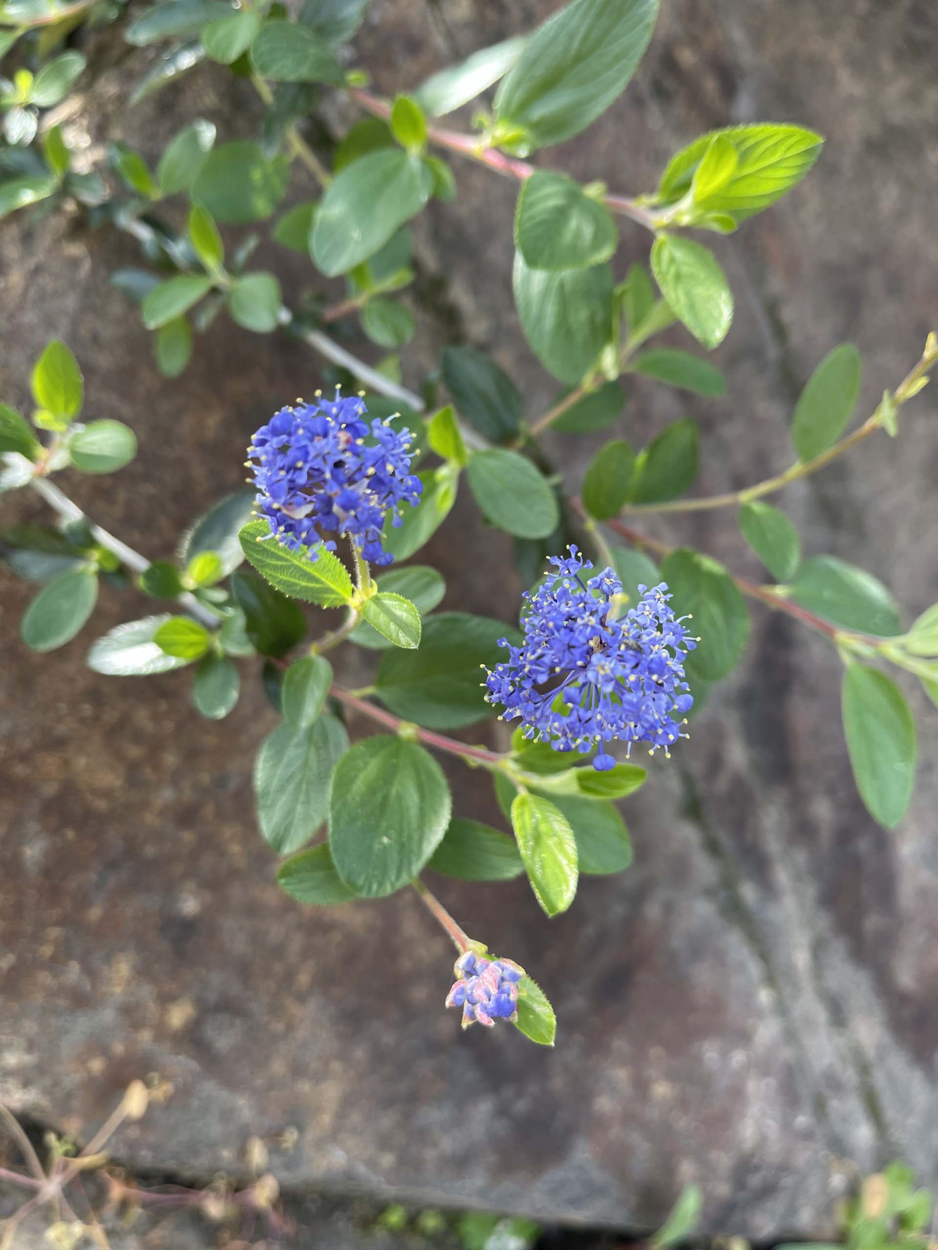 Lemmon’s ceanothus. C. Harvey.