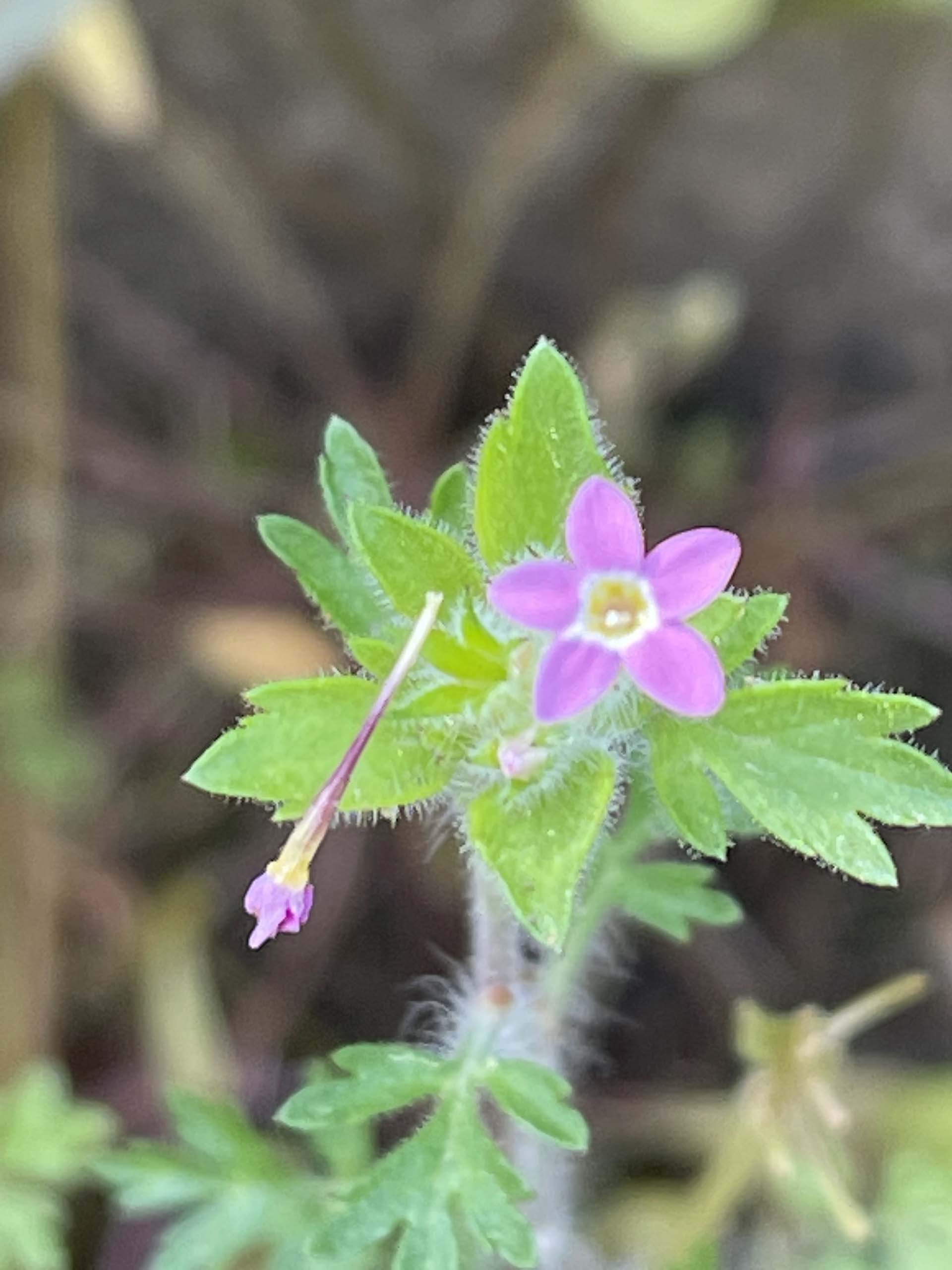 Variable-leaved collomia. C. Harvey.