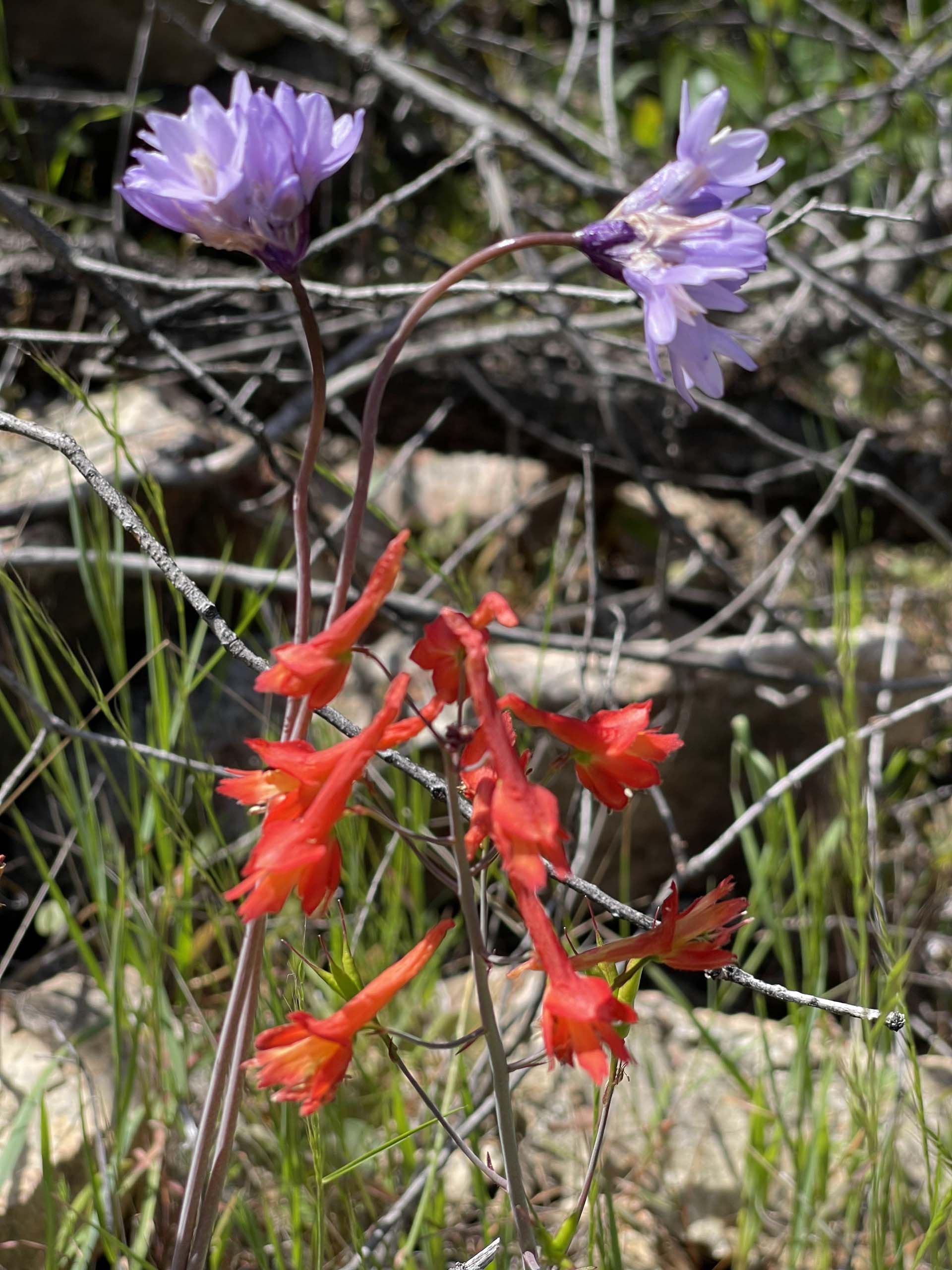 Bluedicks and red larkspur. C. Harvey.