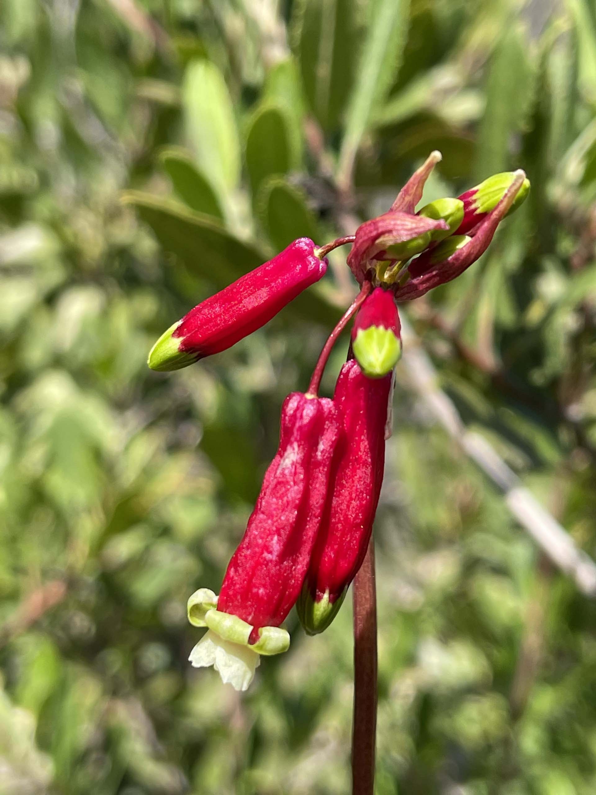 Firecracker-flower. C. Harvey.