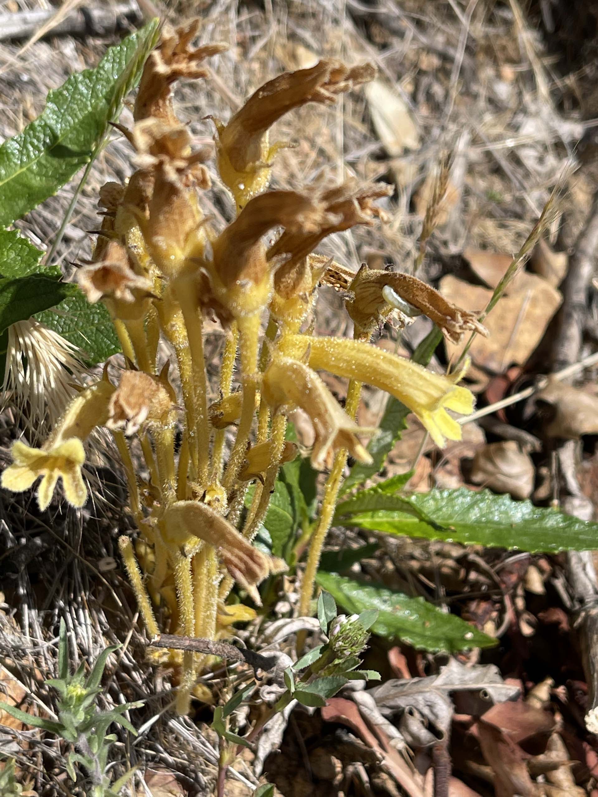 Clustered broomrape. C. Harvey.