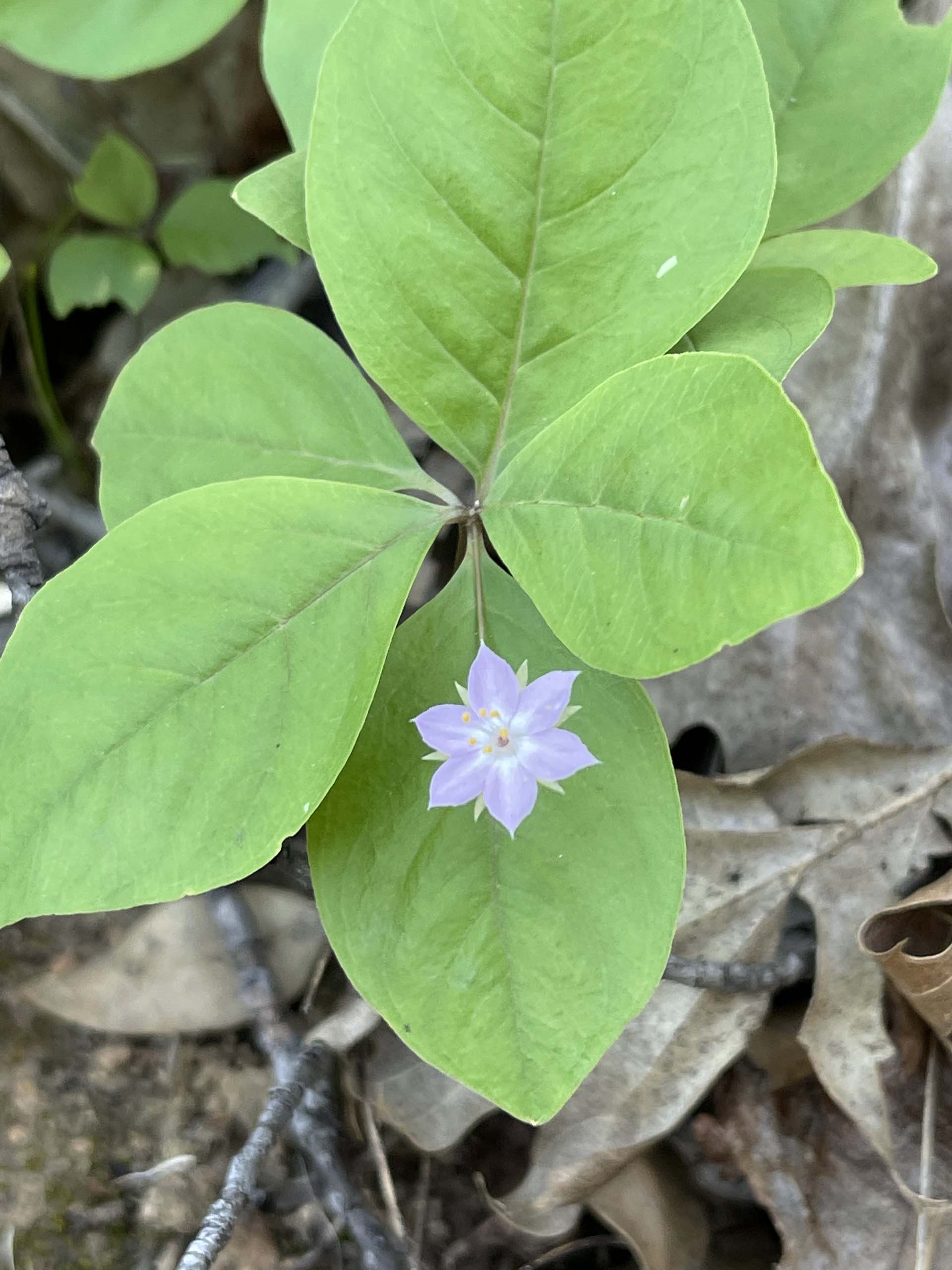 Western starflower. C. Harvey.