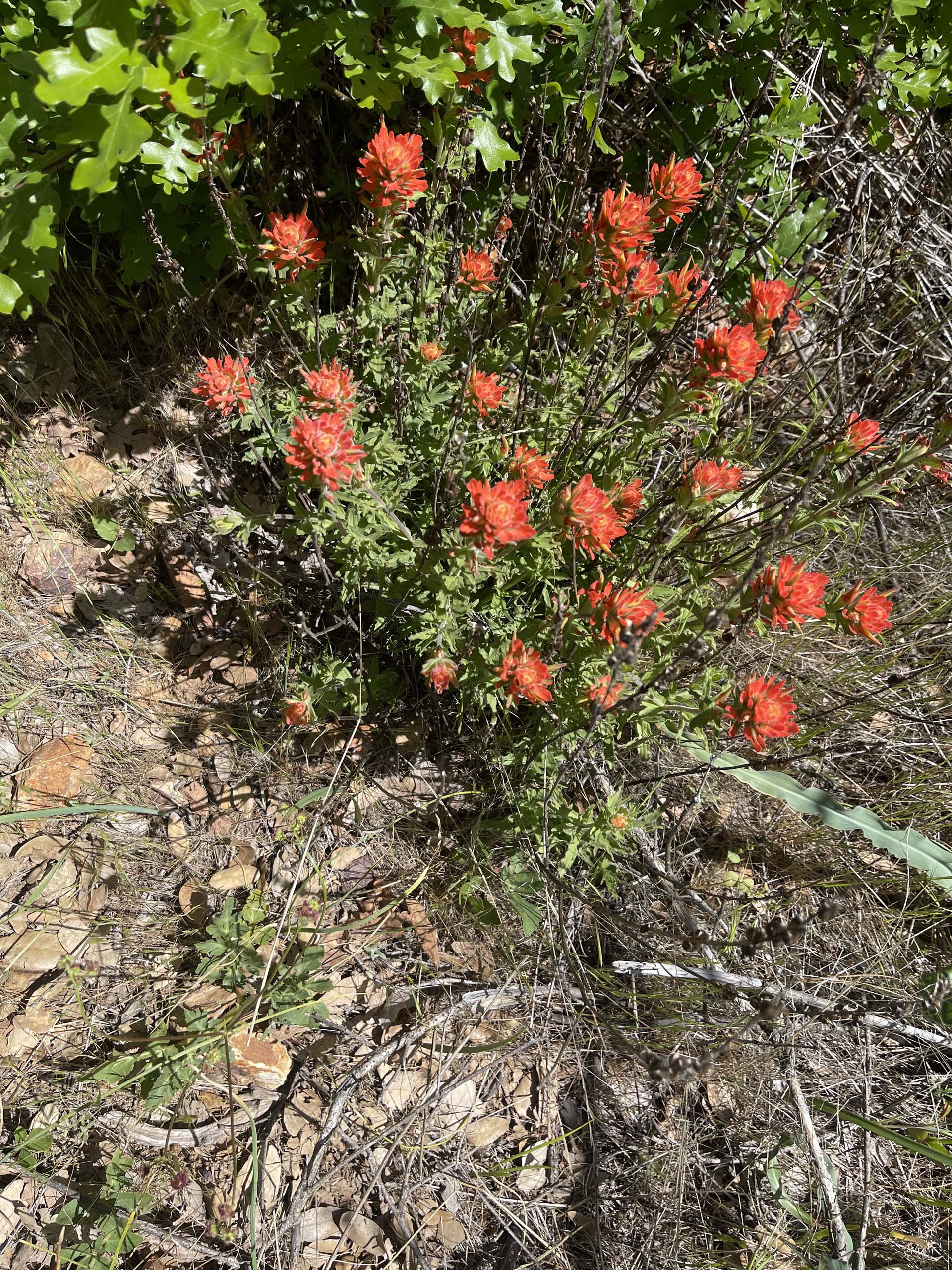 Applegate’s Indian-paintbrush. C. Harvey.