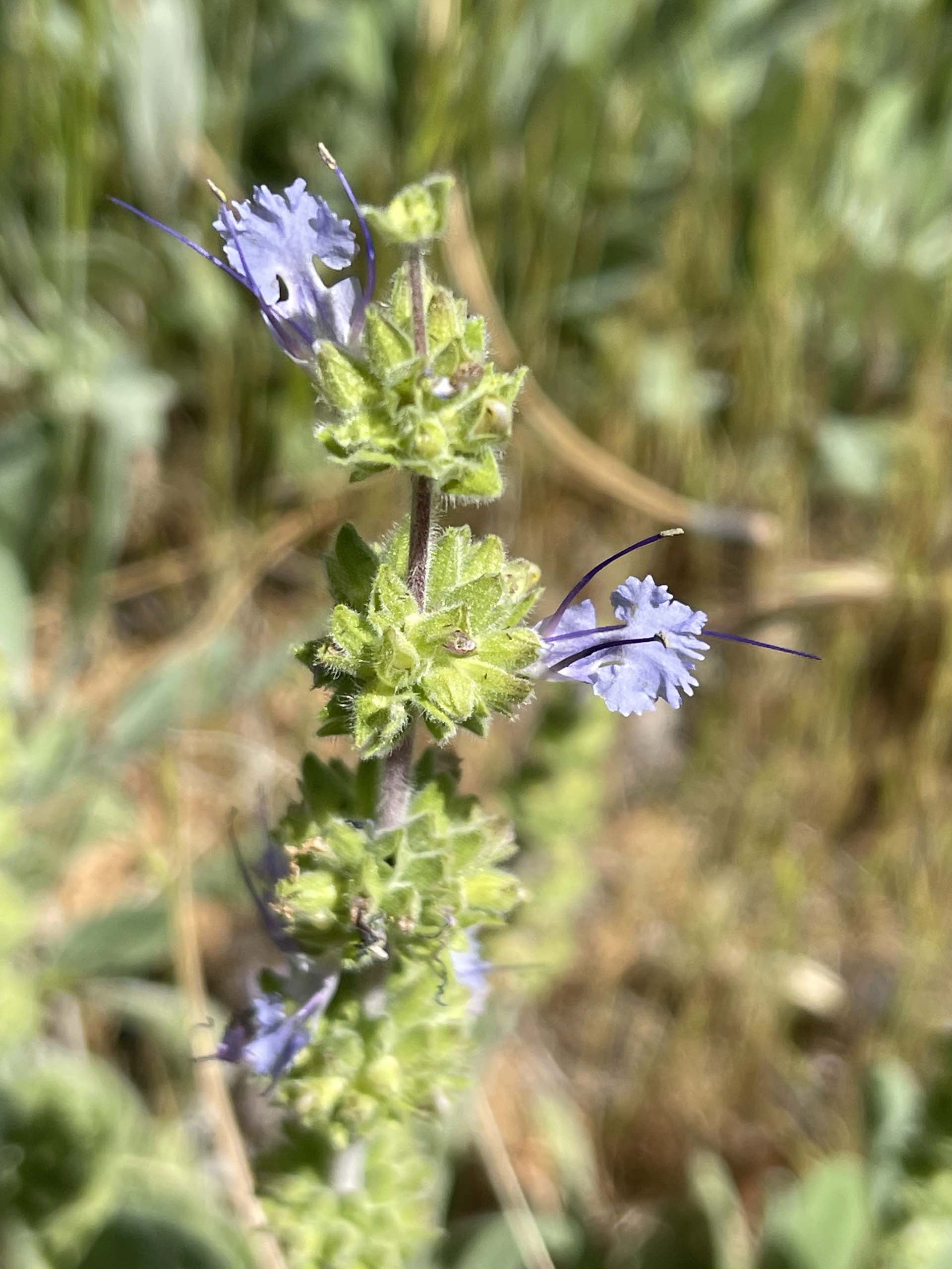 Creeping sage. C. Harvey.