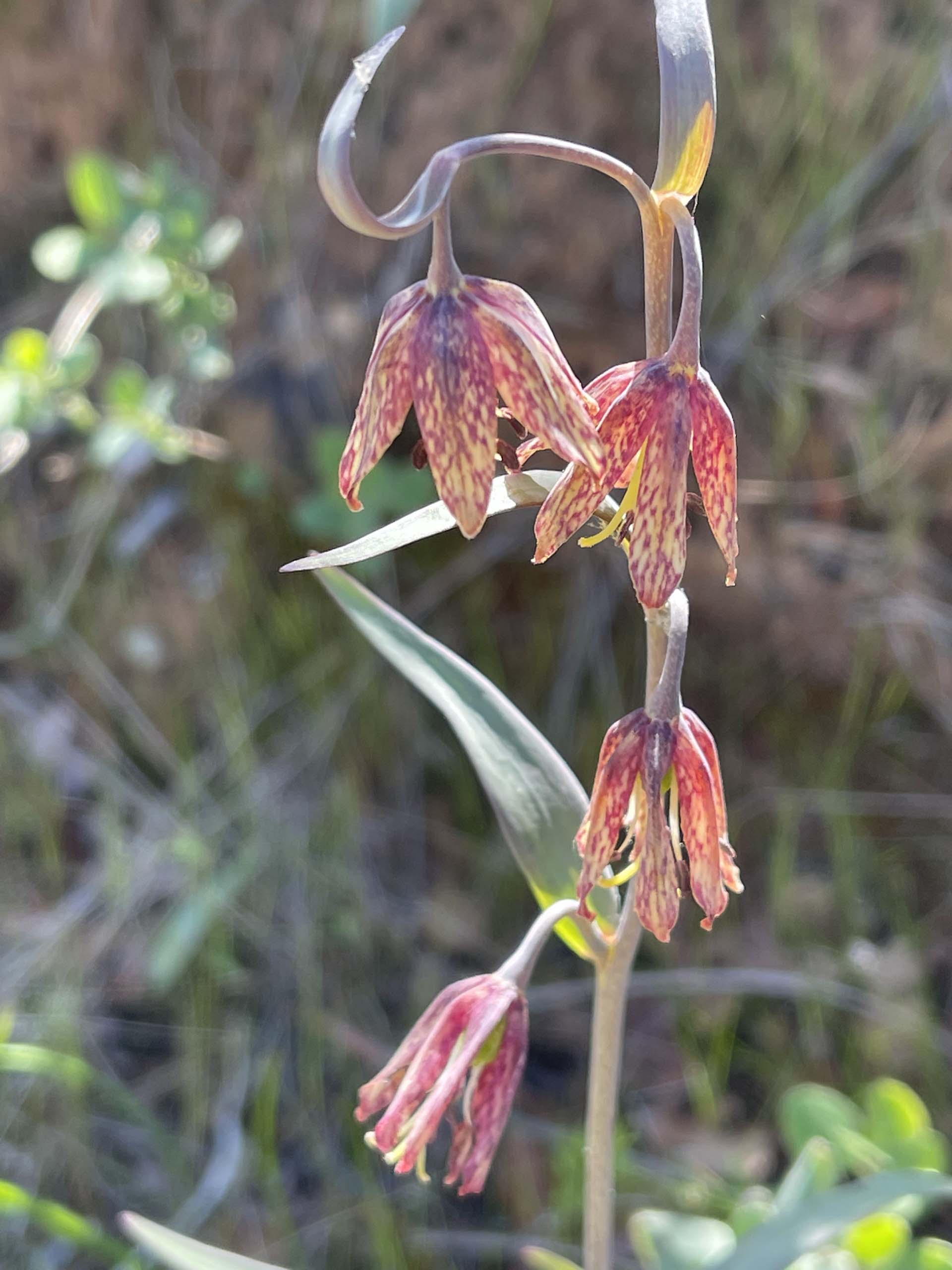 Checker lily. C. Harvey.