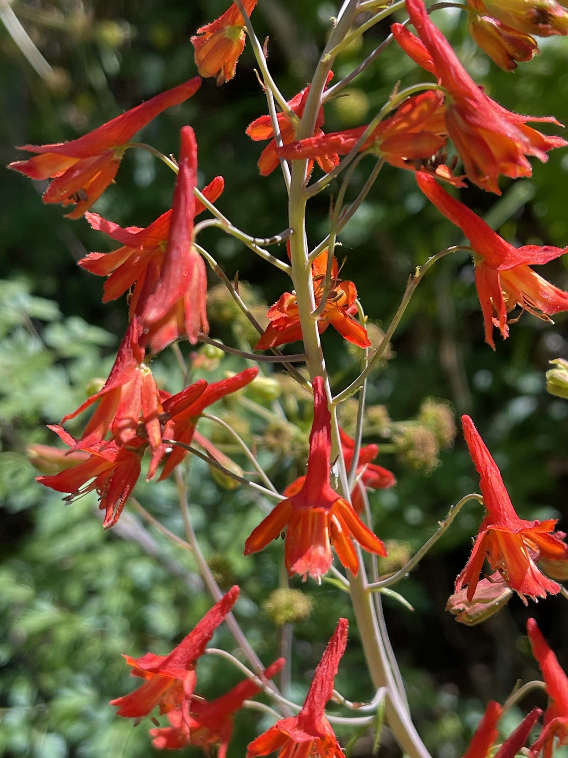 Red larkspur. C. Harvey.